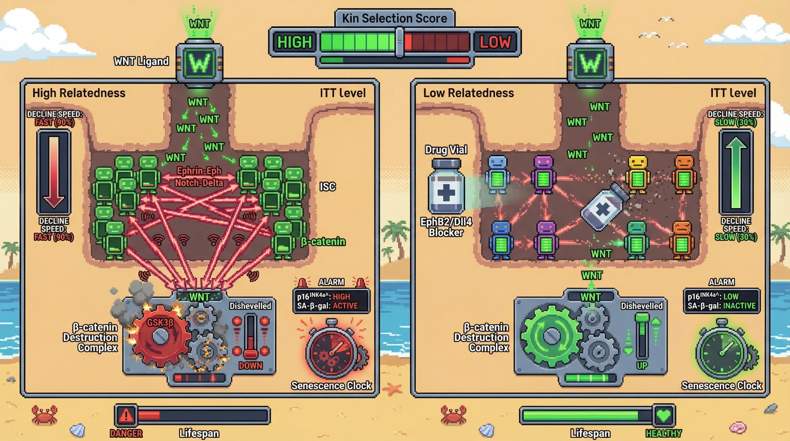 Infographic for: WNT Gradient Erosion as a Kin‑Selected Senescence Program in Intestinal Stem Cell Niches