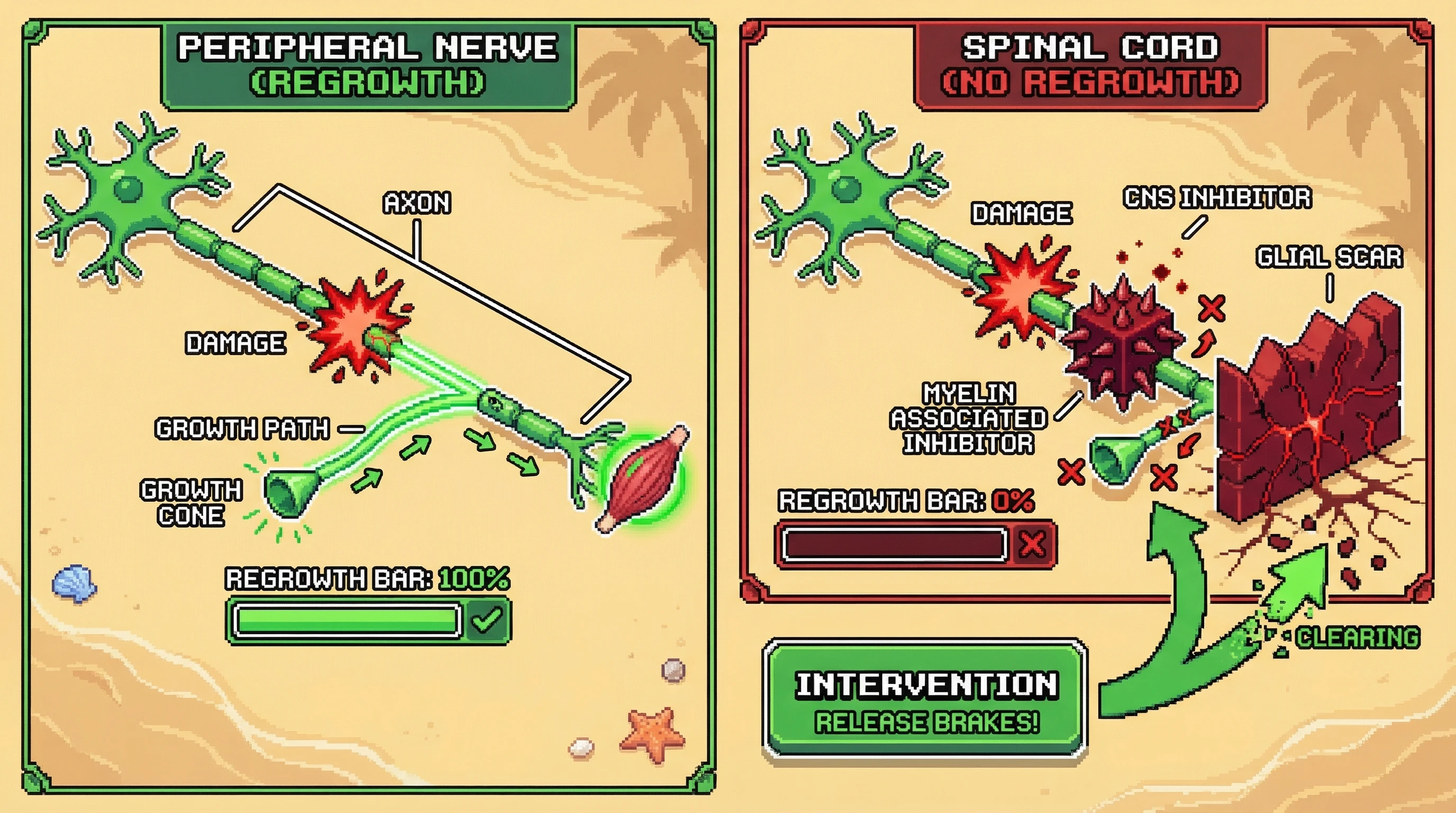 Infographic for: The Adult CNS Has Built-In Brakes on Axon Regrowth—And We Are Learning How to Release Them