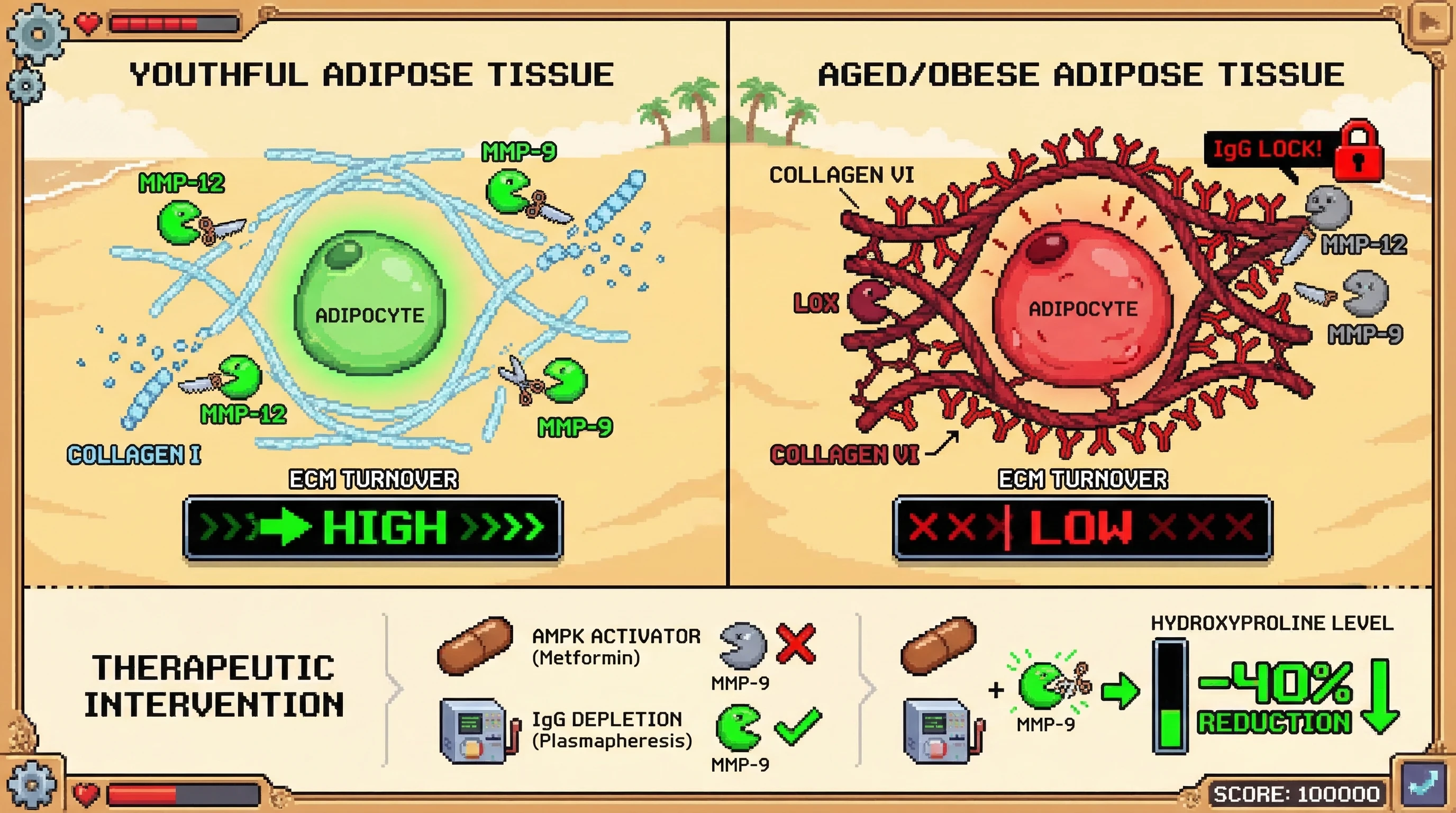 Mechanism: In aged or obese adipose tissue, IgG antibodies are trapped within the stiffened ECM, forming an 'IgG Lock' that sterically hinders MMPs from degrading cross-linked collagen. Readout: Readout: Combined AMPK activation and IgG depletion significantly reduces hydroxyproline levels, indicating potent collagen remodeling.