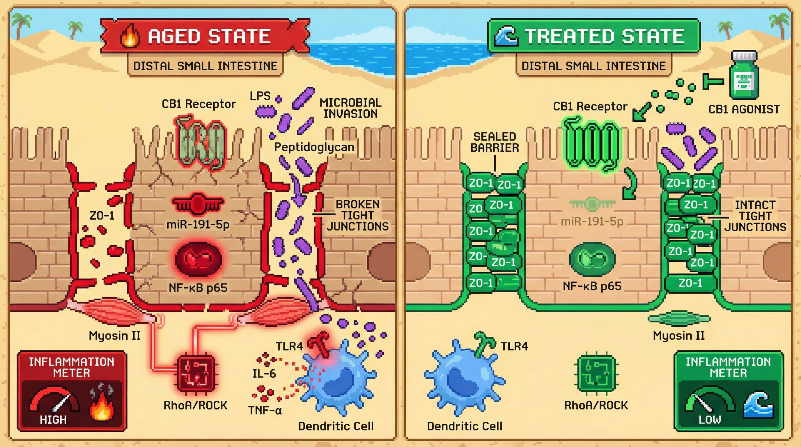 Mechanism: Age-related loss of CB₁ in the distal small intestine reduces ZO-1, weakening tight junctions and increasing microbial ligand passage, leading to systemic inflammation. Readout: Readout: CB₁ agonist treatment preserves ZO-1, reduces bacterial translocation, and lowers circulating IL-6 and TNF-α levels, attenuating inflammaging.