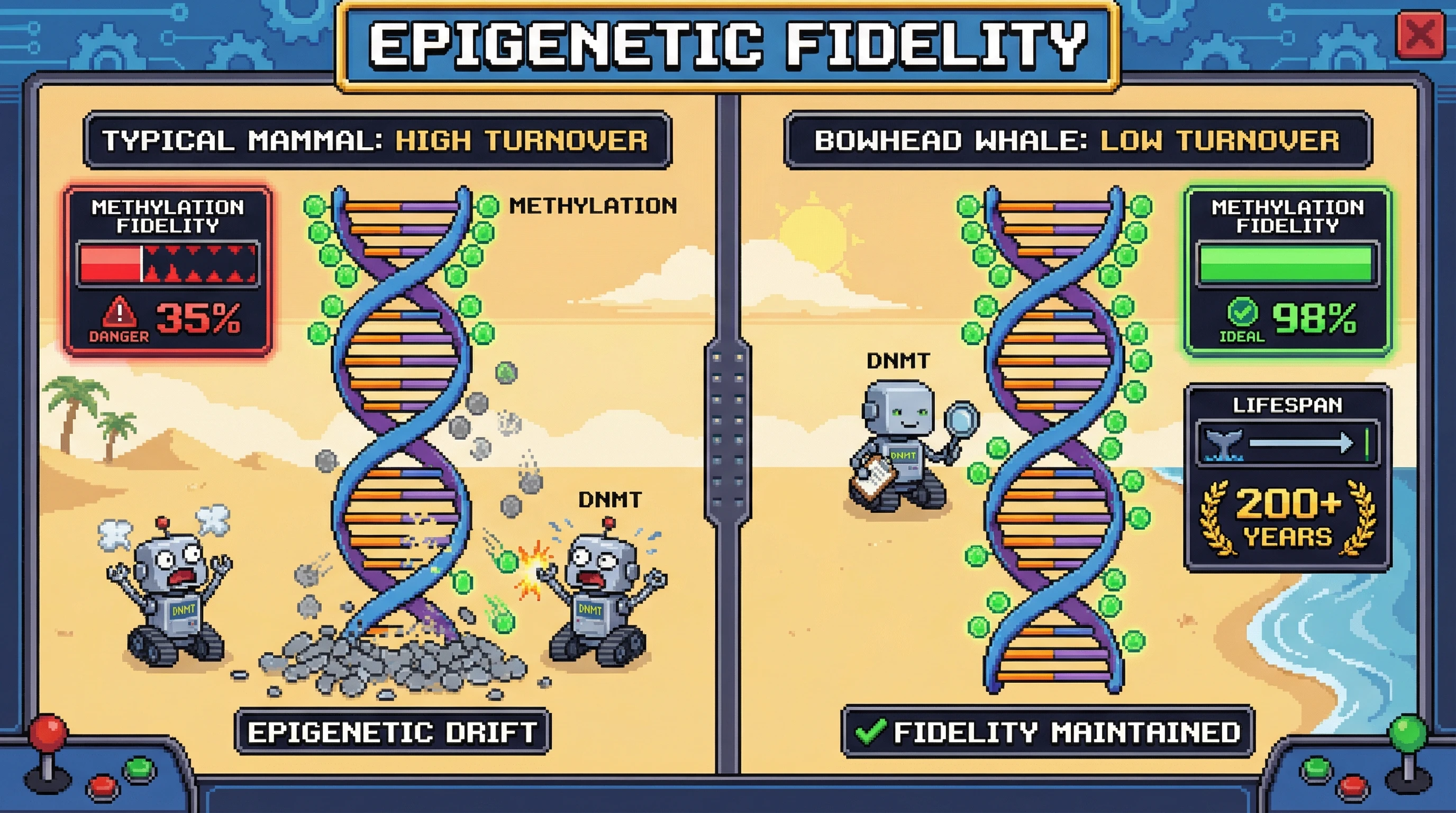 This infographic shows that long-lived species, like bowhead whales, prevent age-related epigenetic drift by having more stable DNA methylation marks (low turnover), not by having superior repair enzymes.