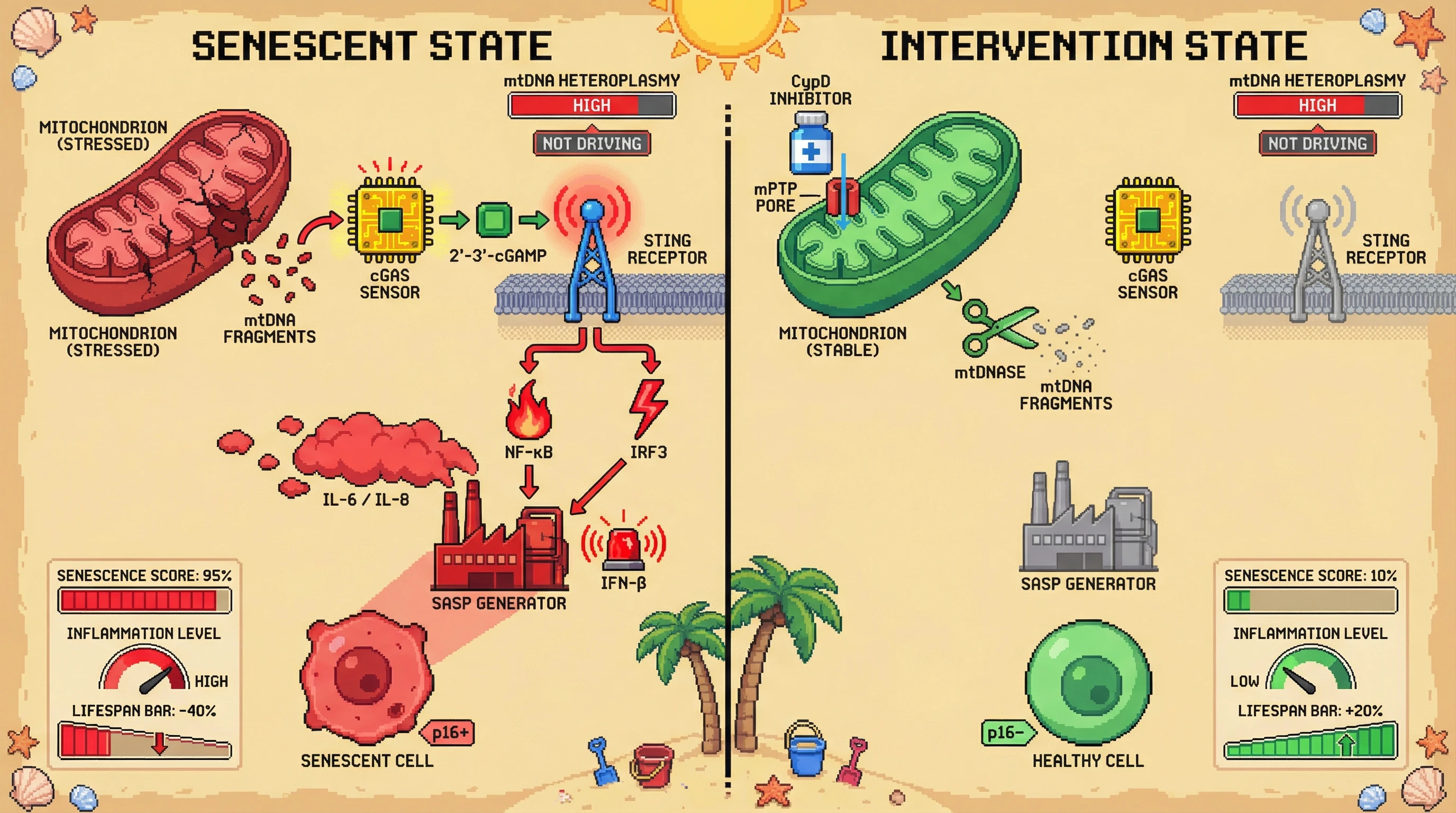Mechanism: Oxidative stress causes mitochondrial DNA (mtDNA) to leak into the cytosol, activating the cGAS-STING pathway and promoting cellular senescence. Readout: Readout: Inhibiting mtDNA release or degrading cytosolic mtDNA reduces senescence markers, lowers inflammation, and improves lifespan metrics.