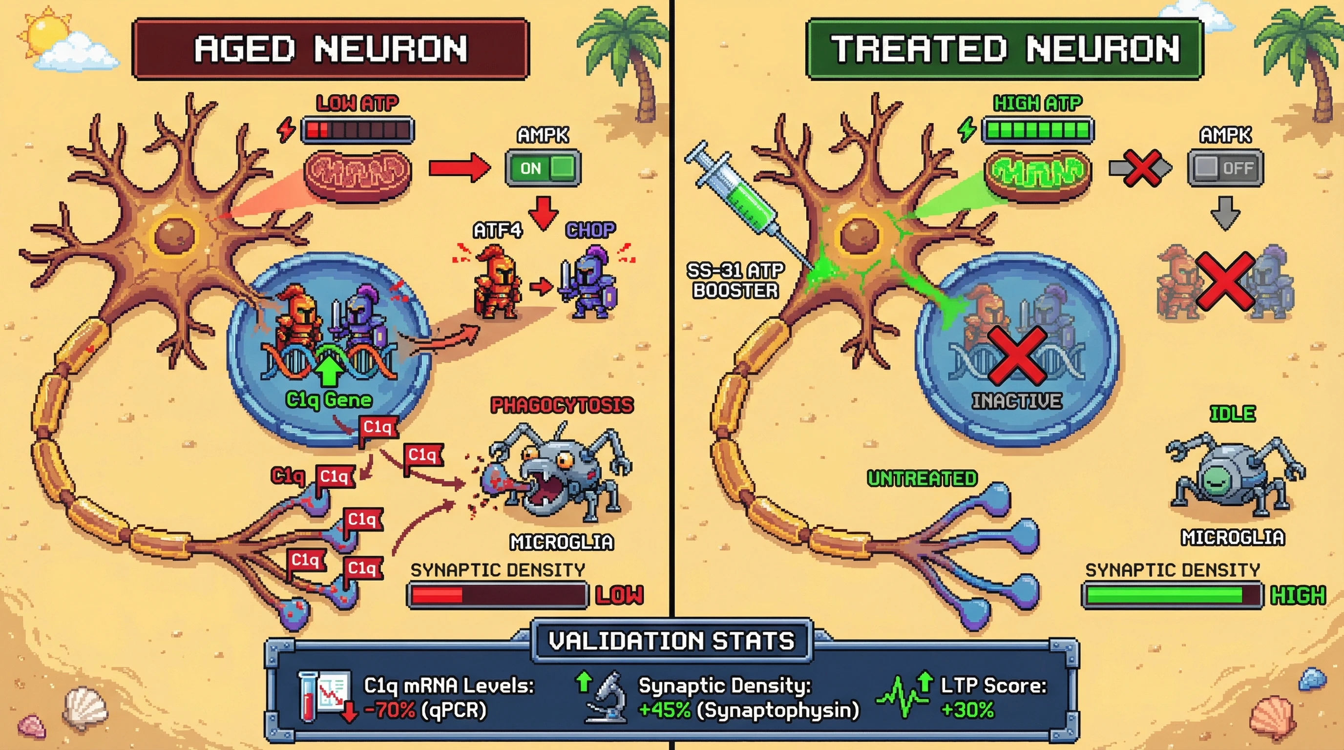 Infographic for: Neuronal Self‑Eviction in Aging Is Fueled by Mitochondrial ATP Decline‑Driven C1q Transcription via the ATF4‑CHOP Stress Axis