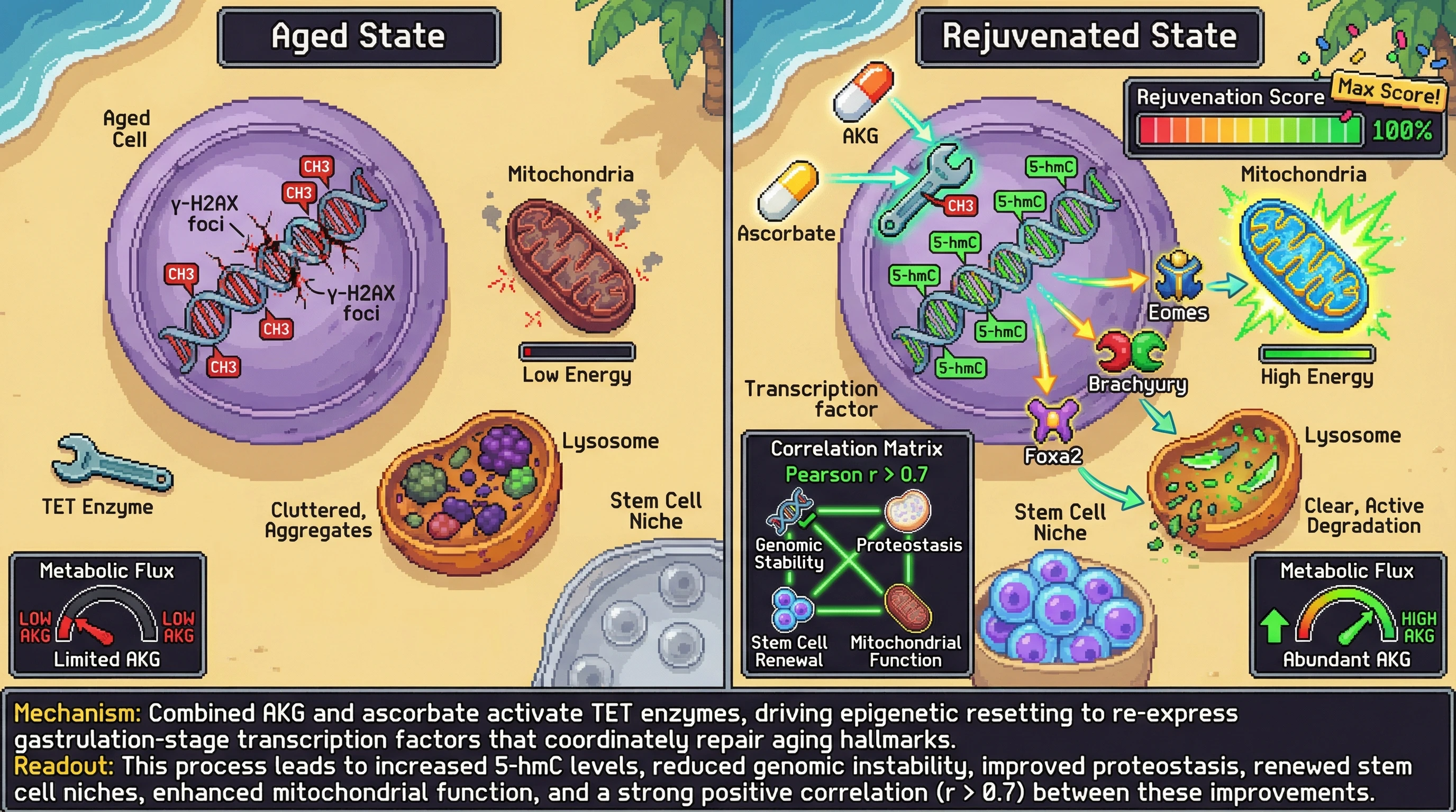 Hypothesis:TET-driven epigenetic resetting functions as a metabolite‑sensitive switch that reinitiates a gastrulation‑like developmental program to coordinately reverse aging hallmarks