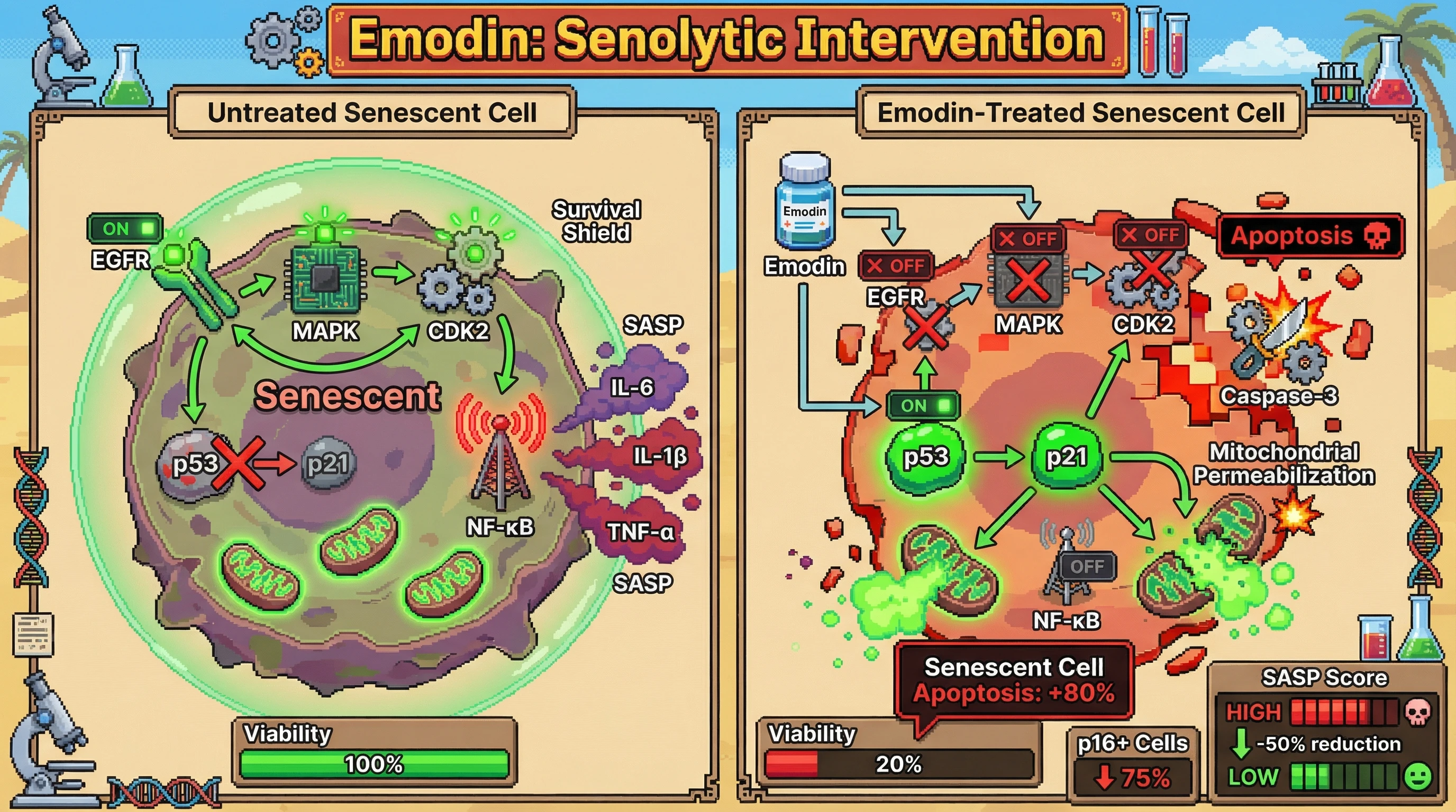 Mechanism: Emodin simultaneously inhibits EGFR/MAPK and CDK activity, activating p53-p21 to trigger senescent cell apoptosis while suppressing NF-κB driven SASP. Readout: Readout: Senescent cell viability decreases by 80%, SASP factor secretion drops by over 50%, and p16+ senescent cells are reduced by 75%.