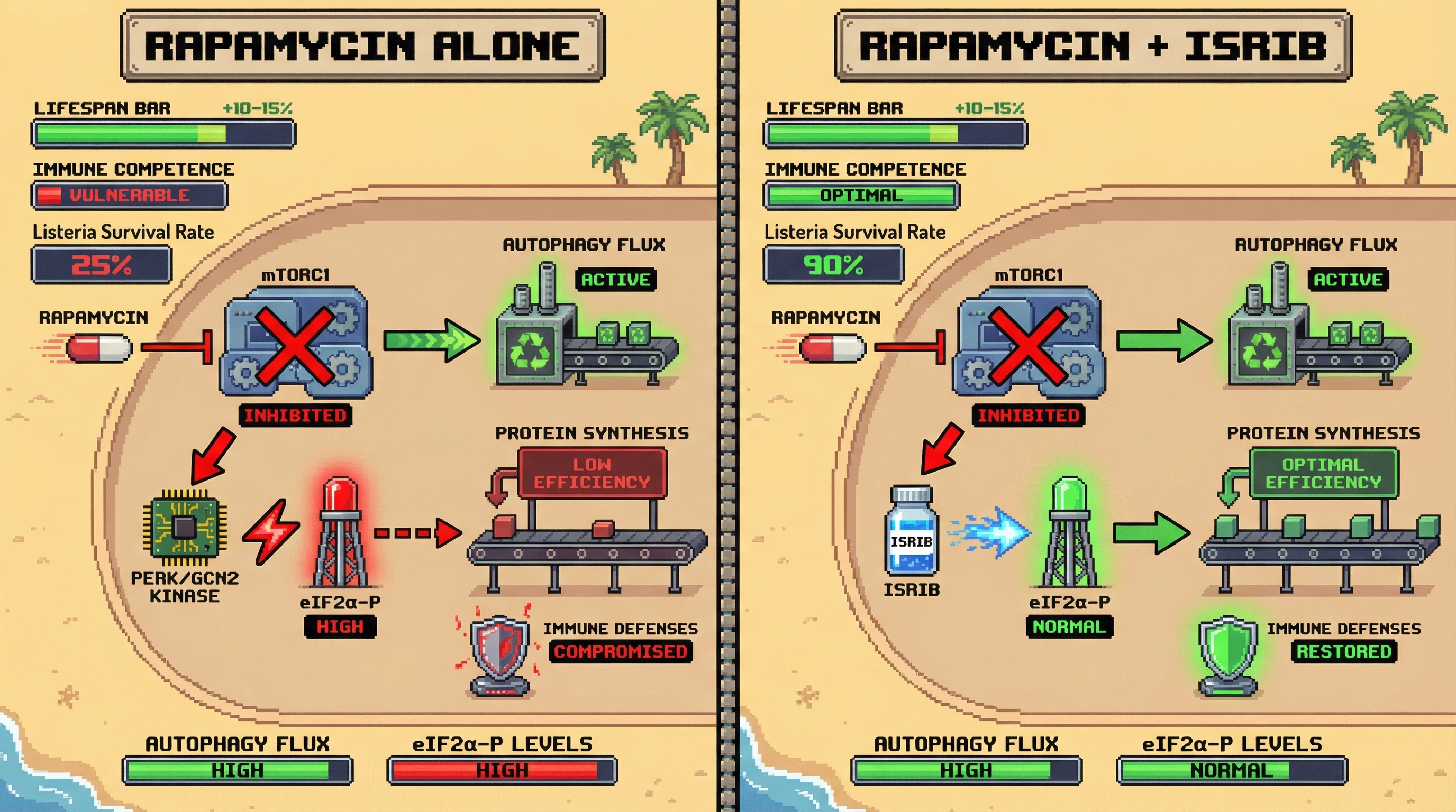 Mechanism: Rapamycin inhibits mTORC1, boosting autophagy and activating chronic eIF2α-P, which suppresses immune protein synthesis. Readout: ISRIB uncouples this, restoring immune function while maintaining rapamycin's longevity benefits.