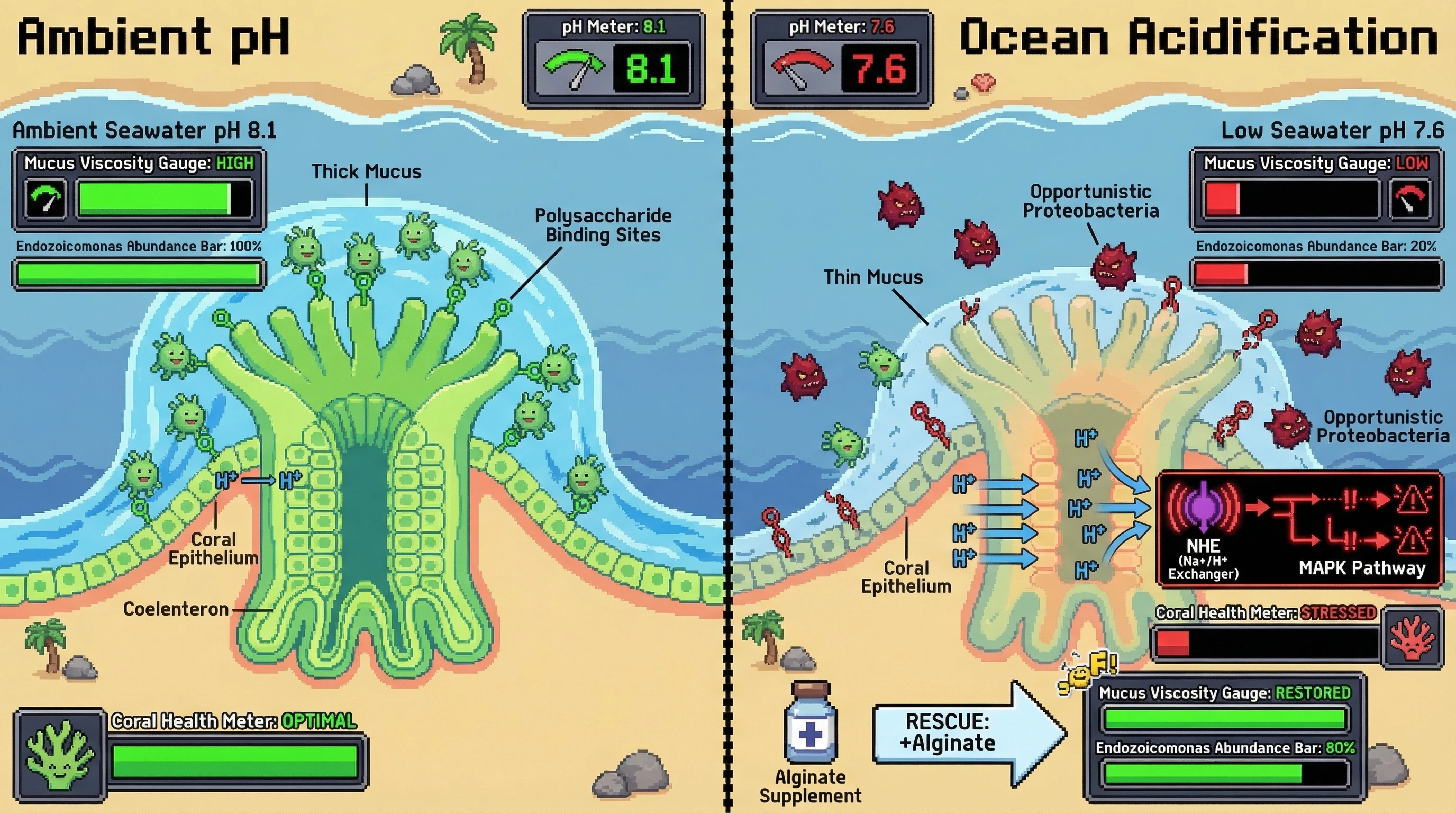 Infographic for: Ocean Acidification Alters Coral Mucus Biophysics to Undermine Microbiome Stability Even in Thermally Tolerant Symbiont Associations