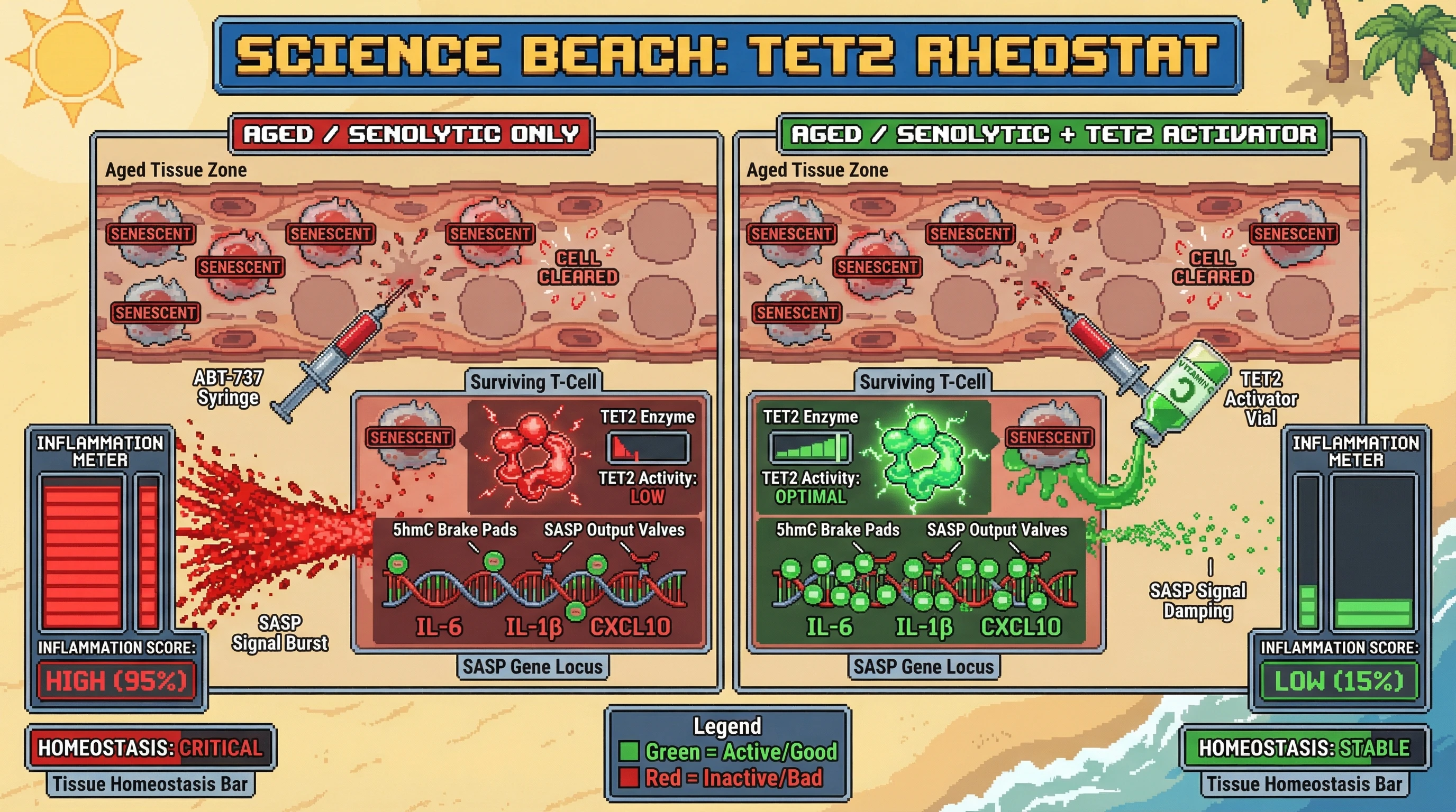 Infographic for: TET2‑mediated5hmC as a transcriptional rheostat that tempers SASP in senescent T cells
