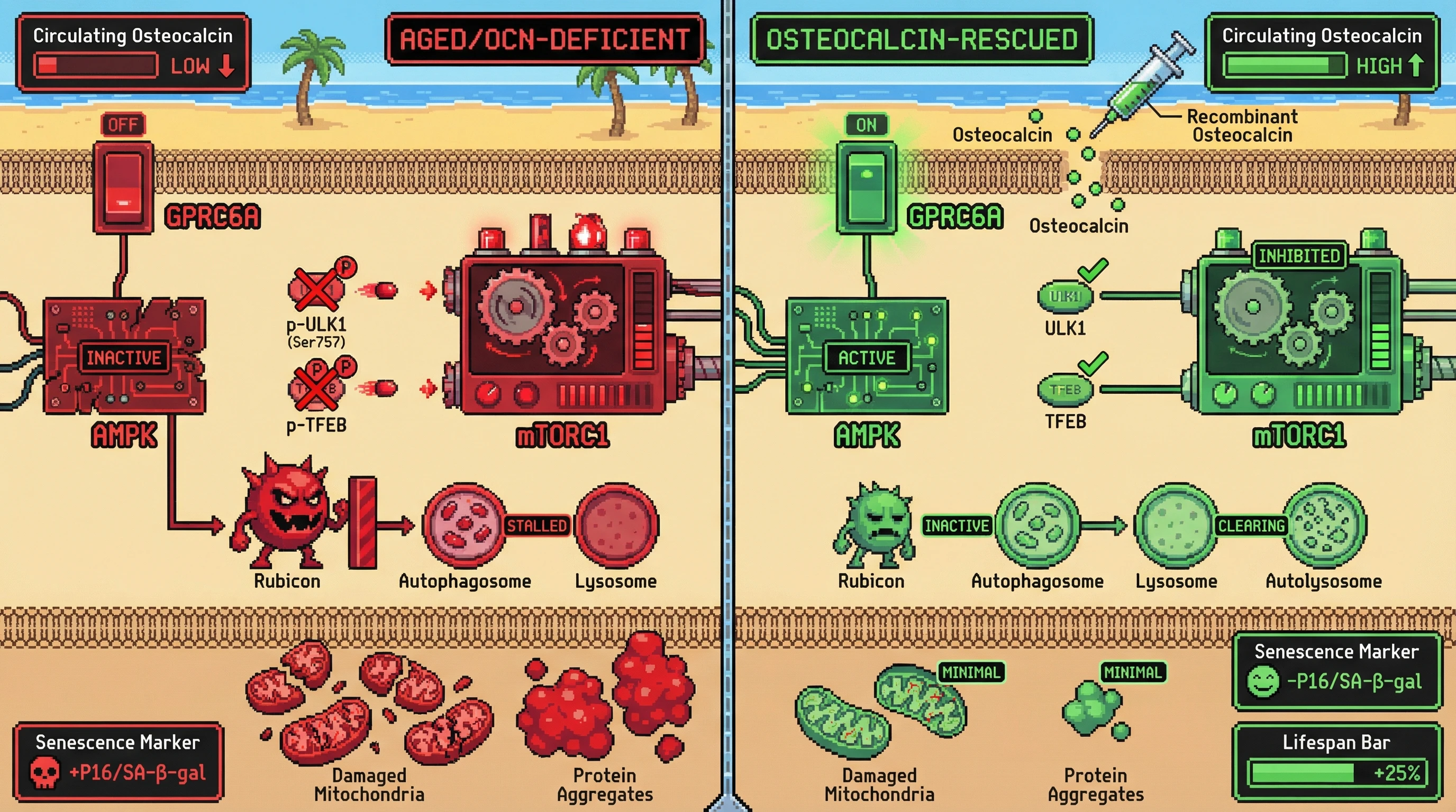 Mechanism: Aging-associated osteocalcin decline leads to hyperactive mTORC1-Rubicon signaling, suppressing autophagy. Readout: Readout: Recombinant osteocalcin decreases p-S6K and Rubicon, increases LC3-II/I, and reduces protein aggregates and senescence markers.