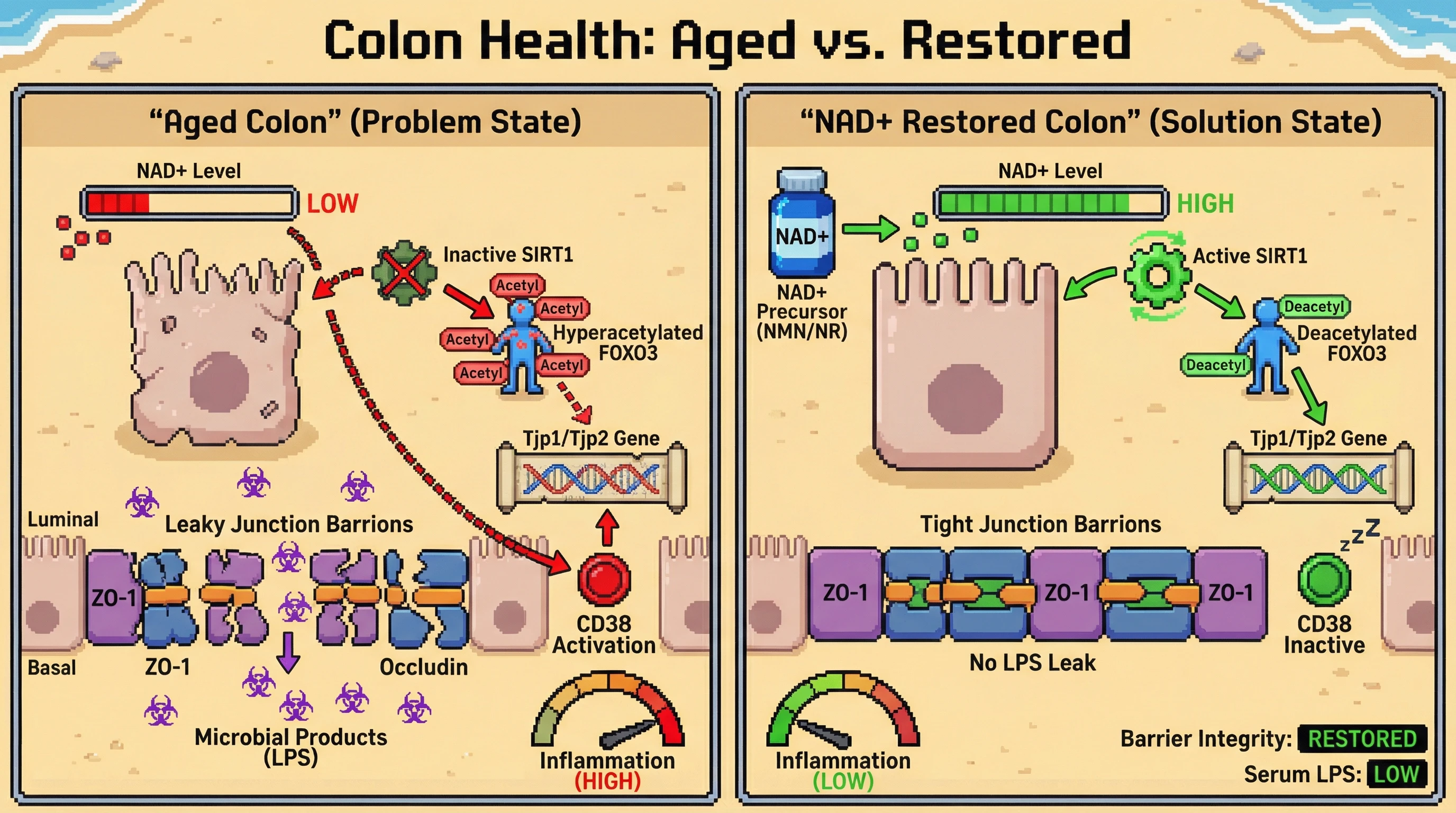 Infographic for: NAD+‑SIRT1 Axis Programs Age‑Dependent Tight Junction Downregulation to Metabolically Prioritize Survival Over Barrier Maintenance