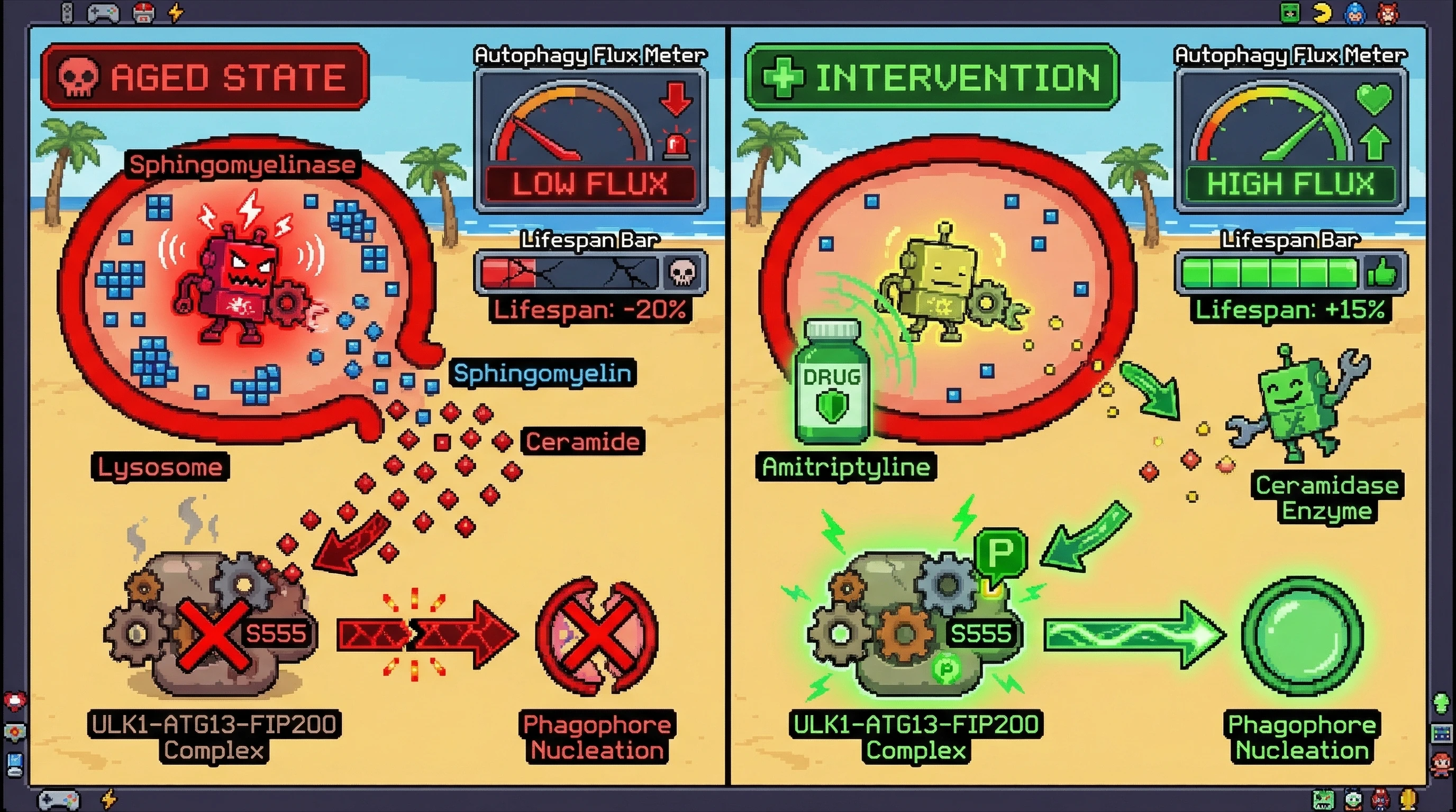 Infographic for: Ceramide-Mediated Sequestration of the ULK1 Complex Drives Age-Dependent Autophagy Suppression