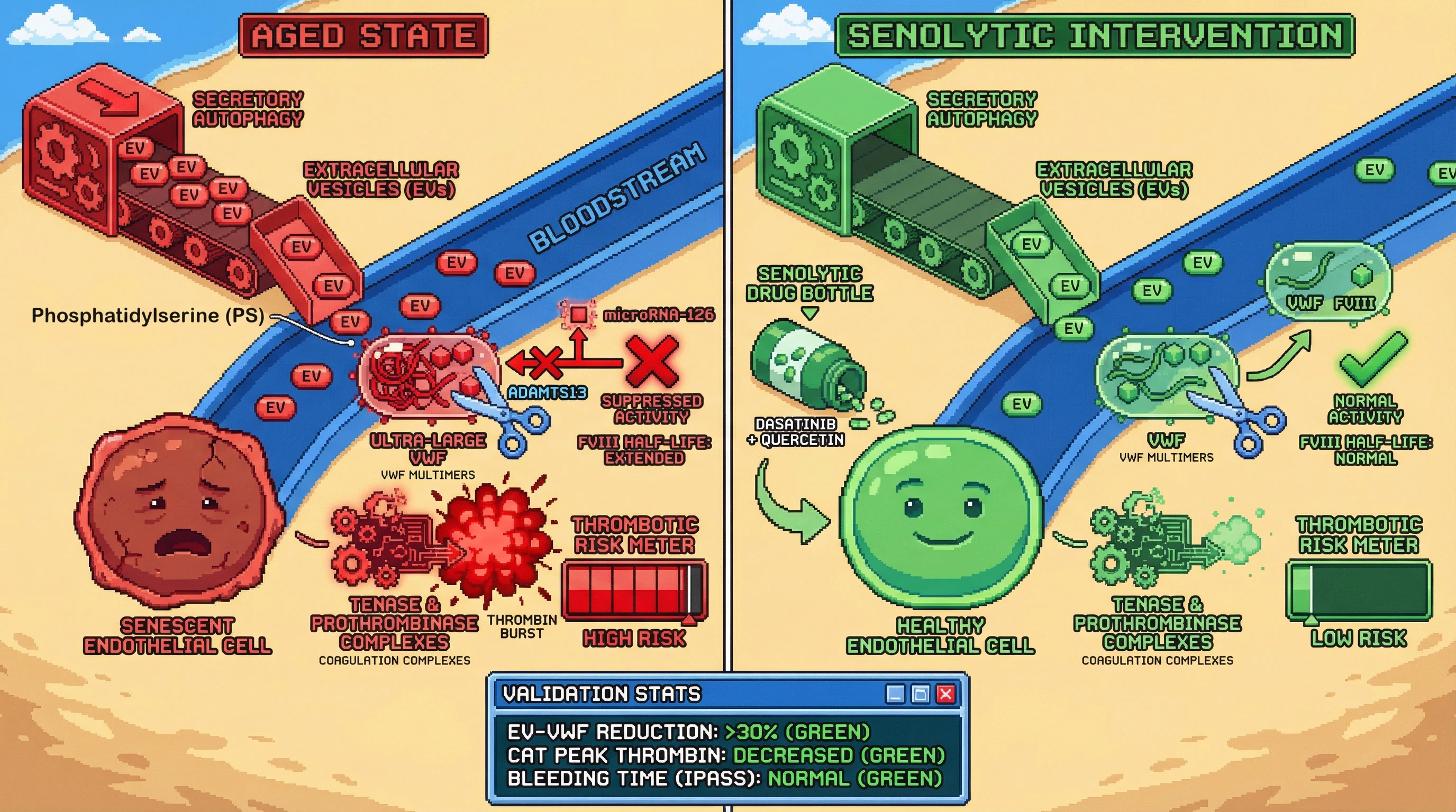 Infographic for: Senescent Endothelial-Derived Extracellular Vesicles Drive Age-Associated VWF/FVIII Elevation and Thrombotic Risk