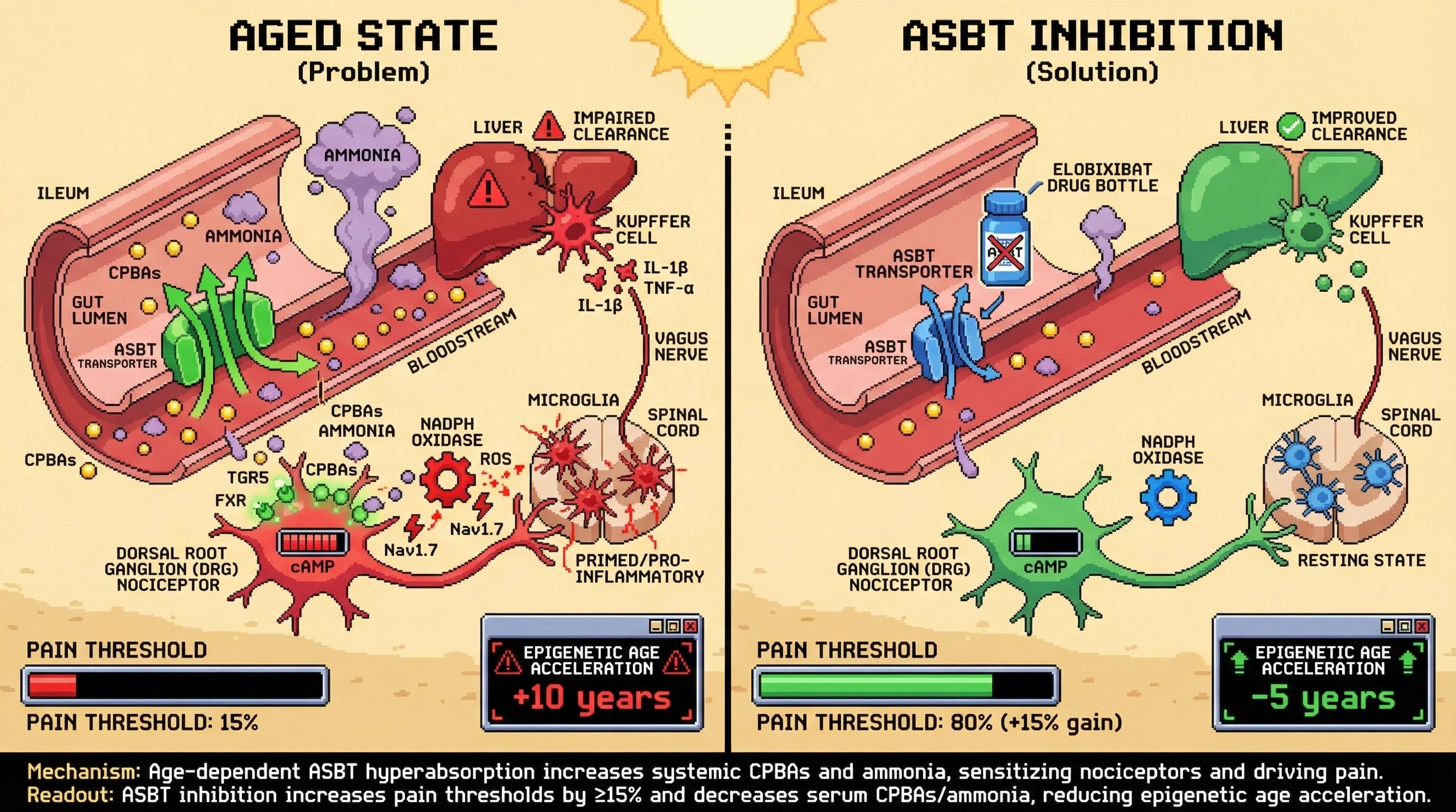 Infographic for: Ileal ASBT‑Driven Bile Acid Hyperabsorption Lowers Pain Threshold and Mirrors Biological Age