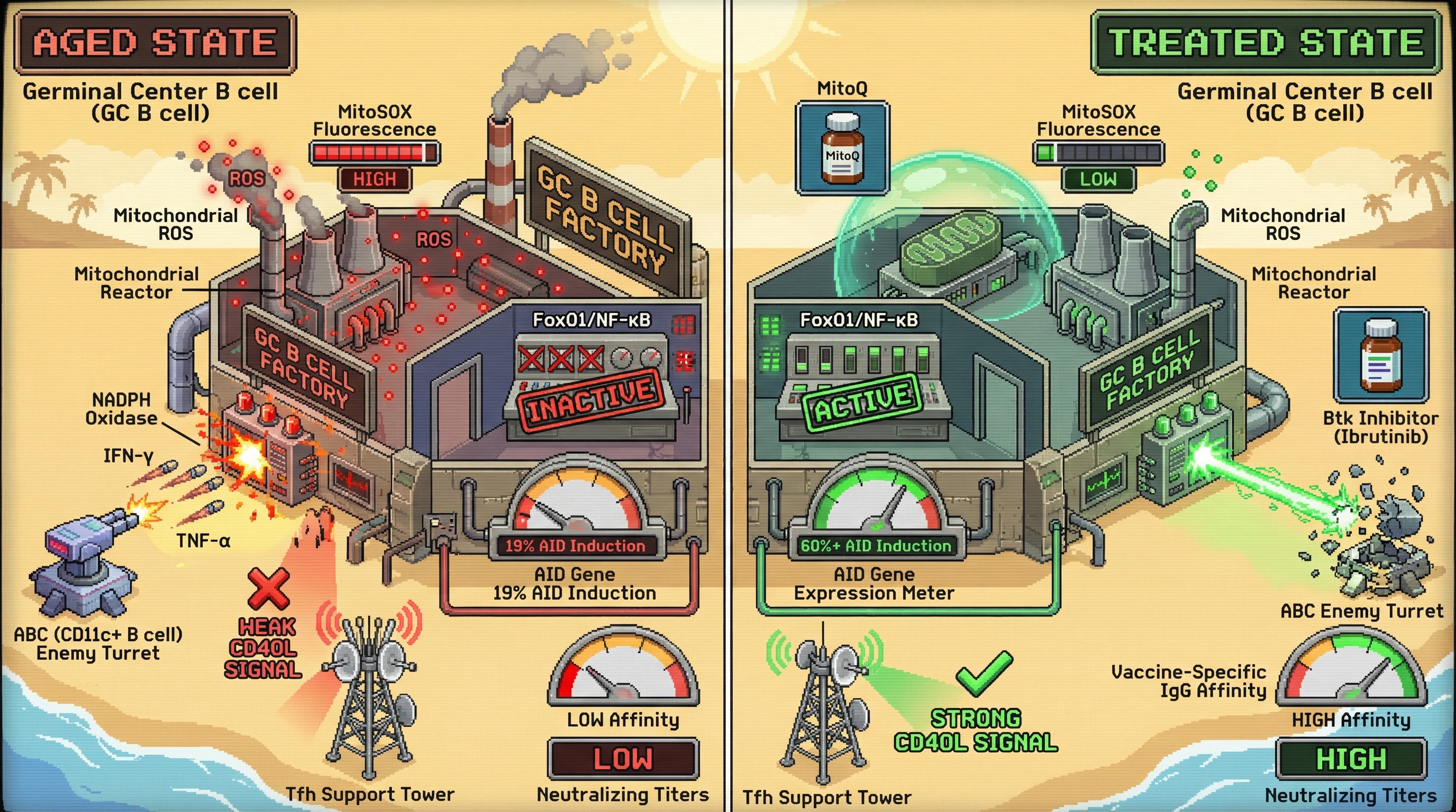 Infographic for: Mitochondrial ROS‑mediated suppression of AID in germinal center B cells links ABC‑driven inflammaging to age‑related affinity maturation failure