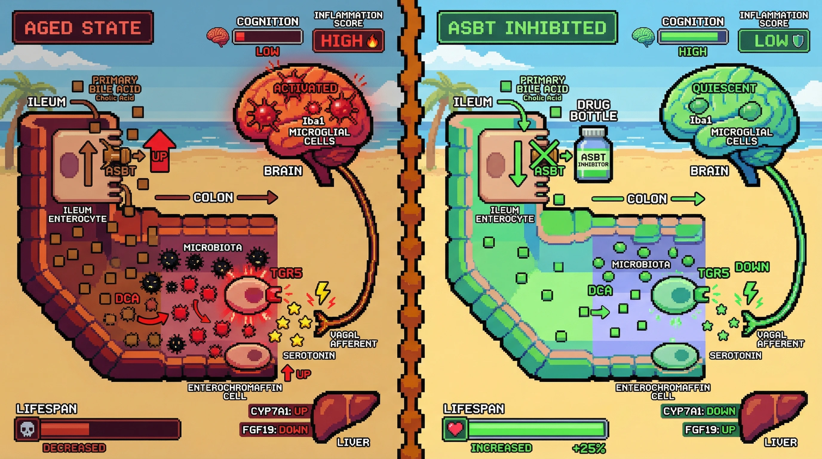 Infographic for: Hypothesis: Age‑dependent increase in ileal ASBT drives a bile‑acid‑mediated gut‑brain inflammatory loop that accelerates inflammaging
