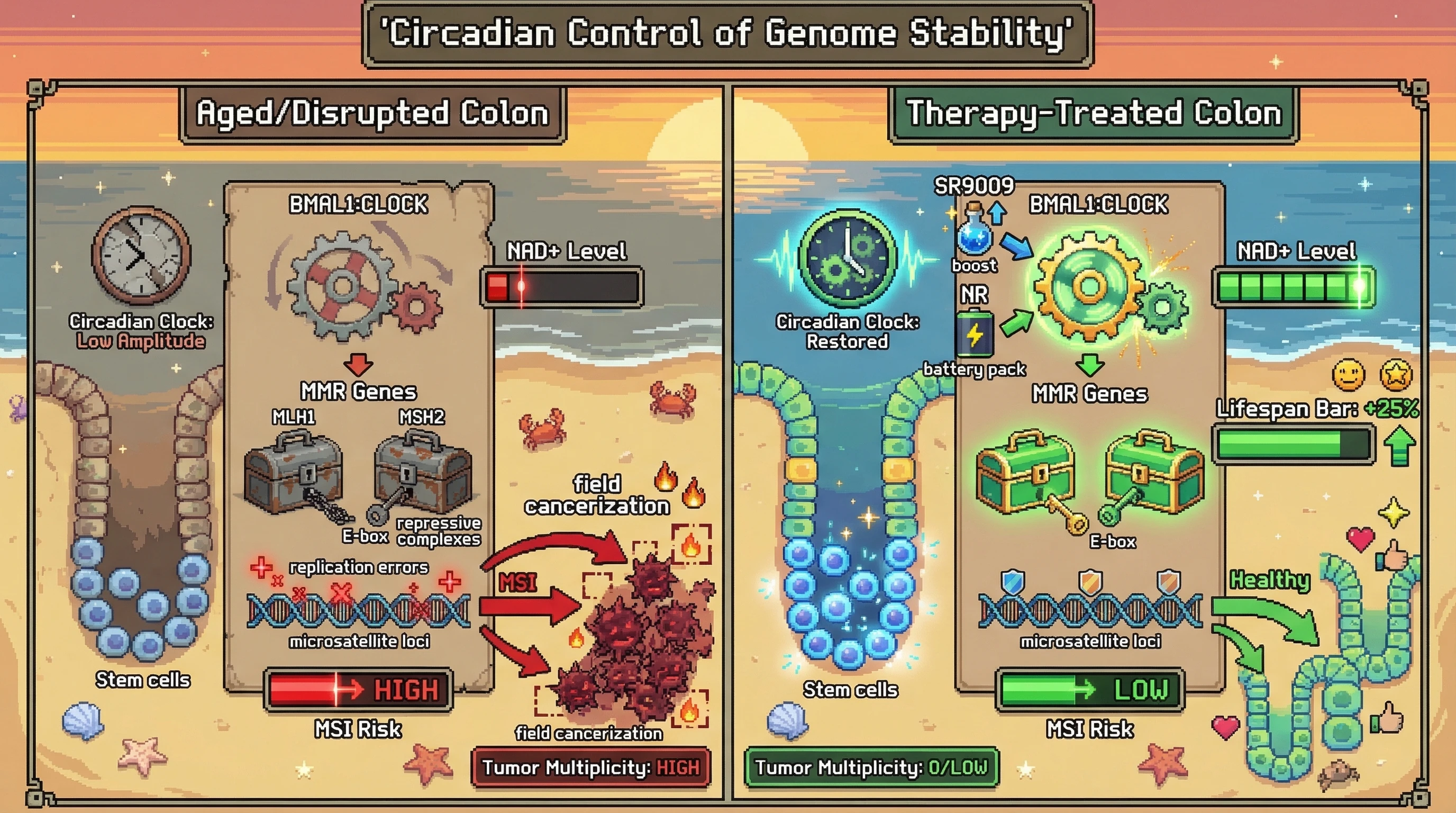 Mechanism: Age-related circadian disruption reduces BMAL1:CLOCK activity and NAD+ levels, leading to inactive MMR genes and accumulation of DNA replication errors. Readout: Readout: Therapeutic interventions restore circadian rhythm and MMR function, reducing Microsatellite Instability (MSI) and tumor multiplicity, while increasing lifespan.