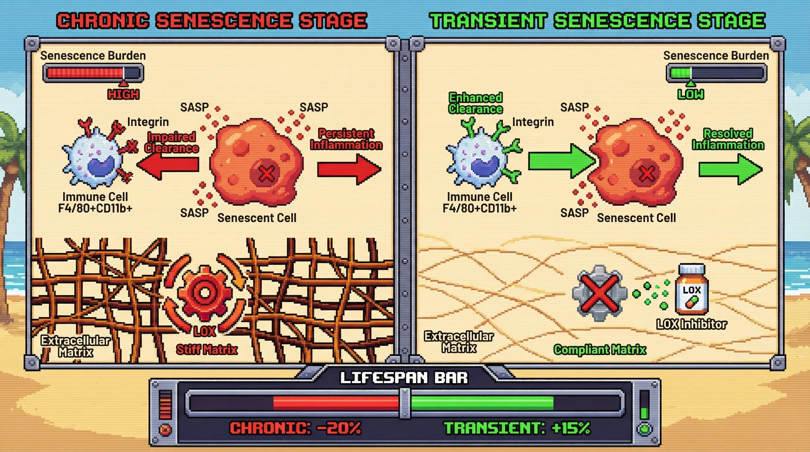 Mechanism: Senescent cells upregulate LOX, which stiffens the extracellular matrix, inhibiting immune cell clearance and promoting persistent senescence. Readout: Readout: Pharmacological LOX inhibition reduces matrix stiffness, enhances immune clearance of senescent cells, and improves the LIFESPAN BAR by +15%.