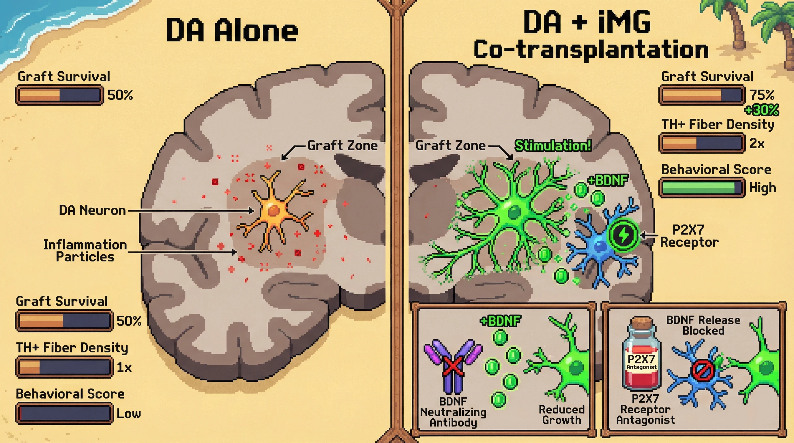 Mechanism: Co-transplanted iPSC-derived microglia-like cells (iMG) release activity-dependent BDNF via P2X7 receptors, promoting dopaminergic neuron (DA) integration and axon growth. Readout: Readout: This leads to 30% higher DA graft survival and a 2-fold increase in striatal fiber density, improving behavioral recovery.