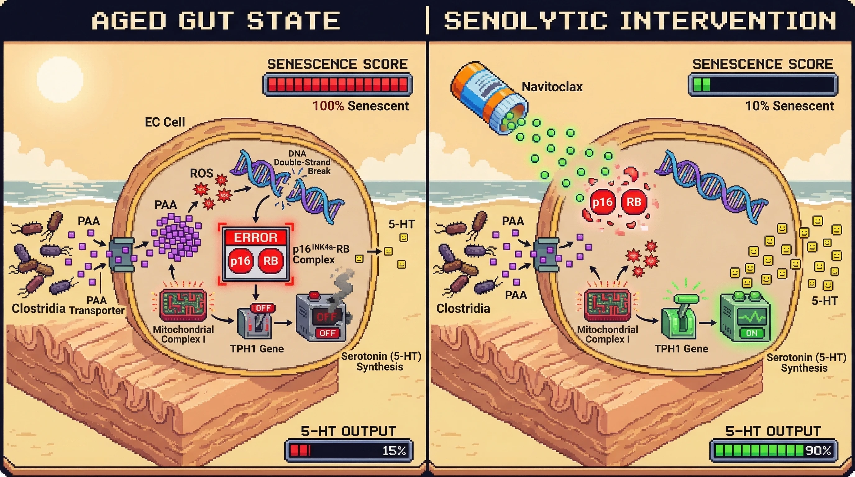 Mechanism: Aging leads to microbial PAA accumulation, triggering EC cell senescence via p16^INK4a-RB, which suppresses TPH1 and reduces serotonin release. Readout: Readout: Senolytic treatment with Navitoclax reduces EC cell senescence from 100% to 10% and restores 5-HT output from 15% to 90%.