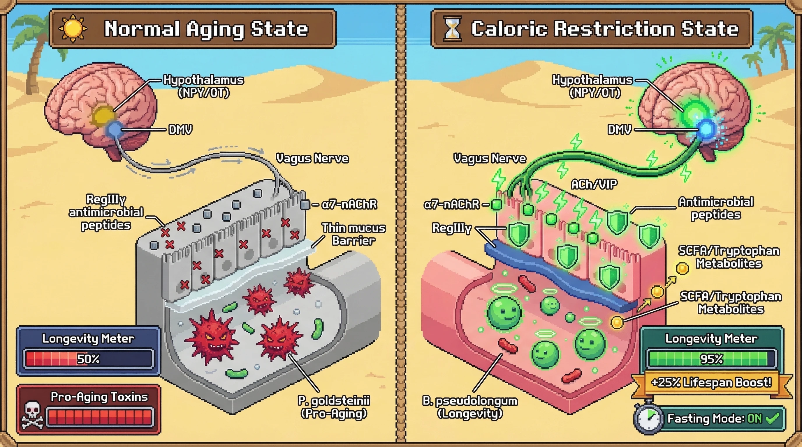 Mechanism: Caloric restriction activates brain pathways, stimulating the vagus nerve to release neuropeptides and acetylcholine, remodeling the gut microbiome. Readout: Readout: This process suppresses pro-aging bacteria like P.