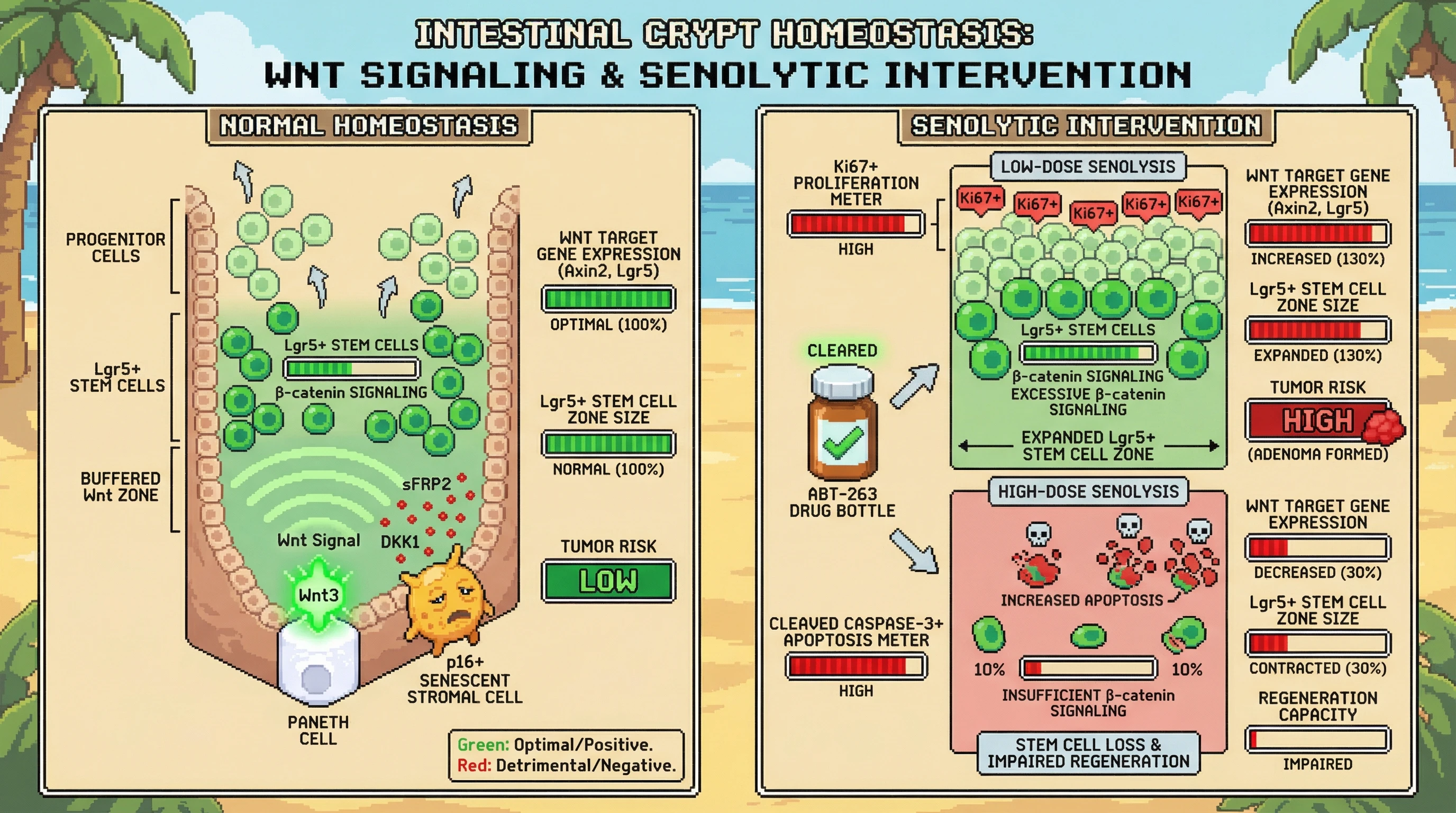 Infographic for: Senescent Cells as Rheostats of Wnt Signaling in the Intestinal Stem Cell Niche