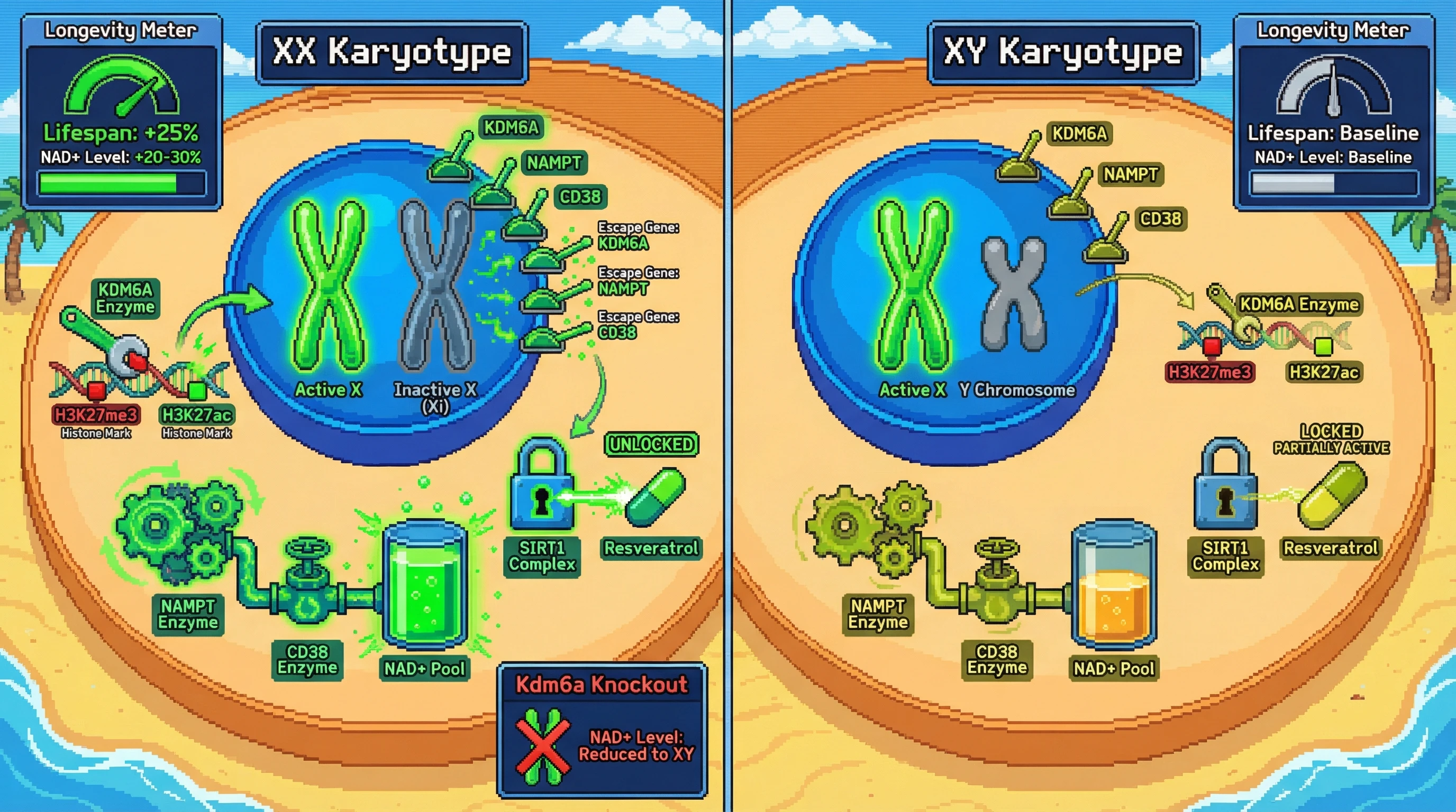 Mechanism: X-chromosome escape genes KDM6A, NAMPT, and CD38 enhance the NAD+ salvage pathway in XX individuals, leading to higher NAD+ levels and sensitized SIRT1 activity. Readout: Readout: This results in a 20-30% higher basal NAD+ pool and 1.5-fold greater SIRT1 activity in XX cells, correlating with increased lifespan.