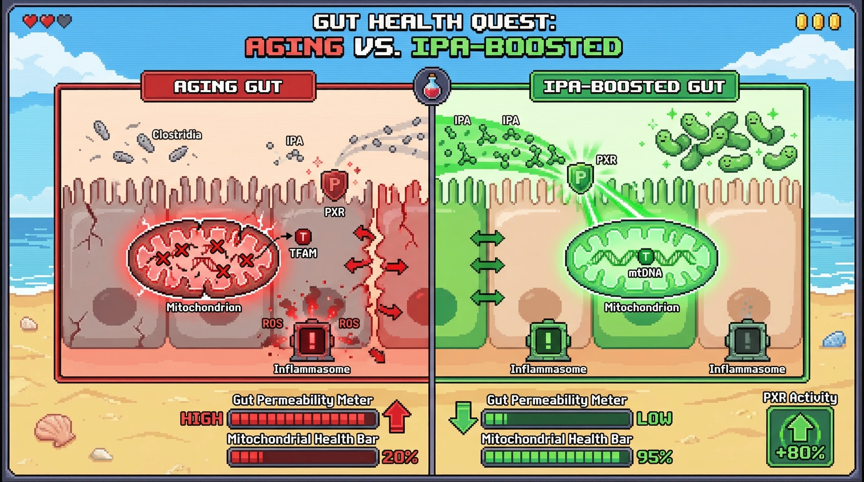 Mechanism: Microbiota-derived IPA activates PXR in gut epithelial cells, which then protects mitochondrial DNA quality and integrity. Readout: Readout: This leads to reduced gut permeability and improved mitochondrial health, preventing age-related decline.
