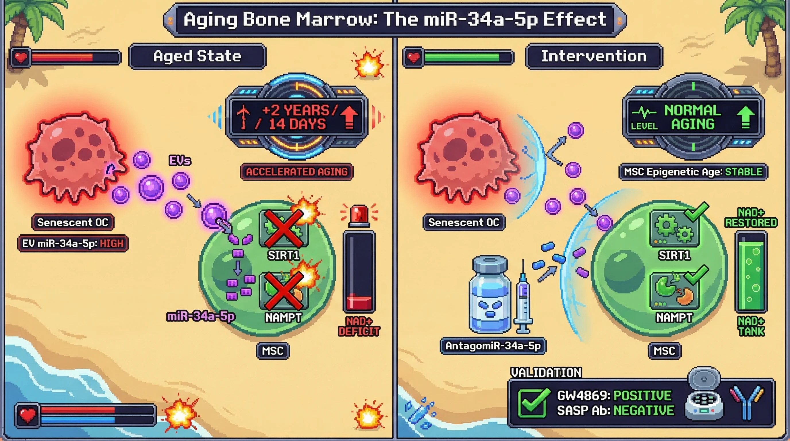 Mechanism: Senescent osteoclasts release miR-34a-5p-rich extracellular vesicles, which enter bone marrow MSCs, suppressing SIRT1 and NAMPT to create an NAD+ deficit. Readout: Readout: This accelerates MSC epigenetic aging by at least 2 years over 14 days, a process rescued by AntagomiR-34a-5p and EV secretion inhibitors.