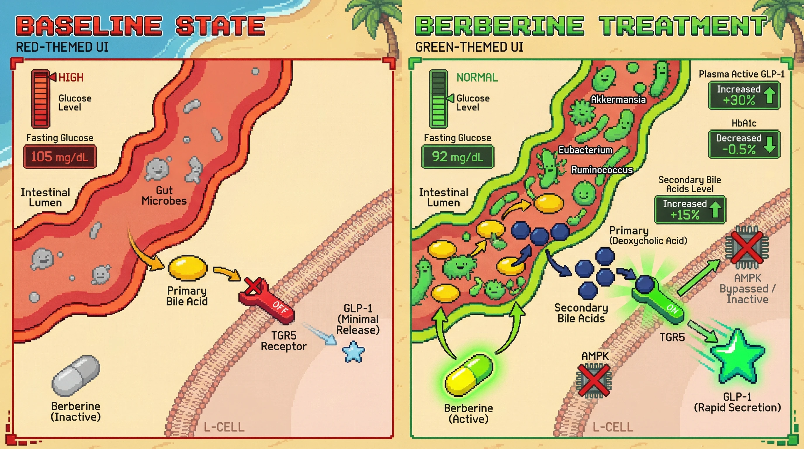 Mechanism: Berberine shifts gut microbiota to increase secondary bile acids, which directly activate the TGR5 receptor on L-cells to release GLP-1, independently of AMPK. Readout: Readout: Fasting glucose decreases from 105 to 92 mg/dL, accompanied by a 30% increase in active GLP-1 and a 0.5% reduction in HbA1c.