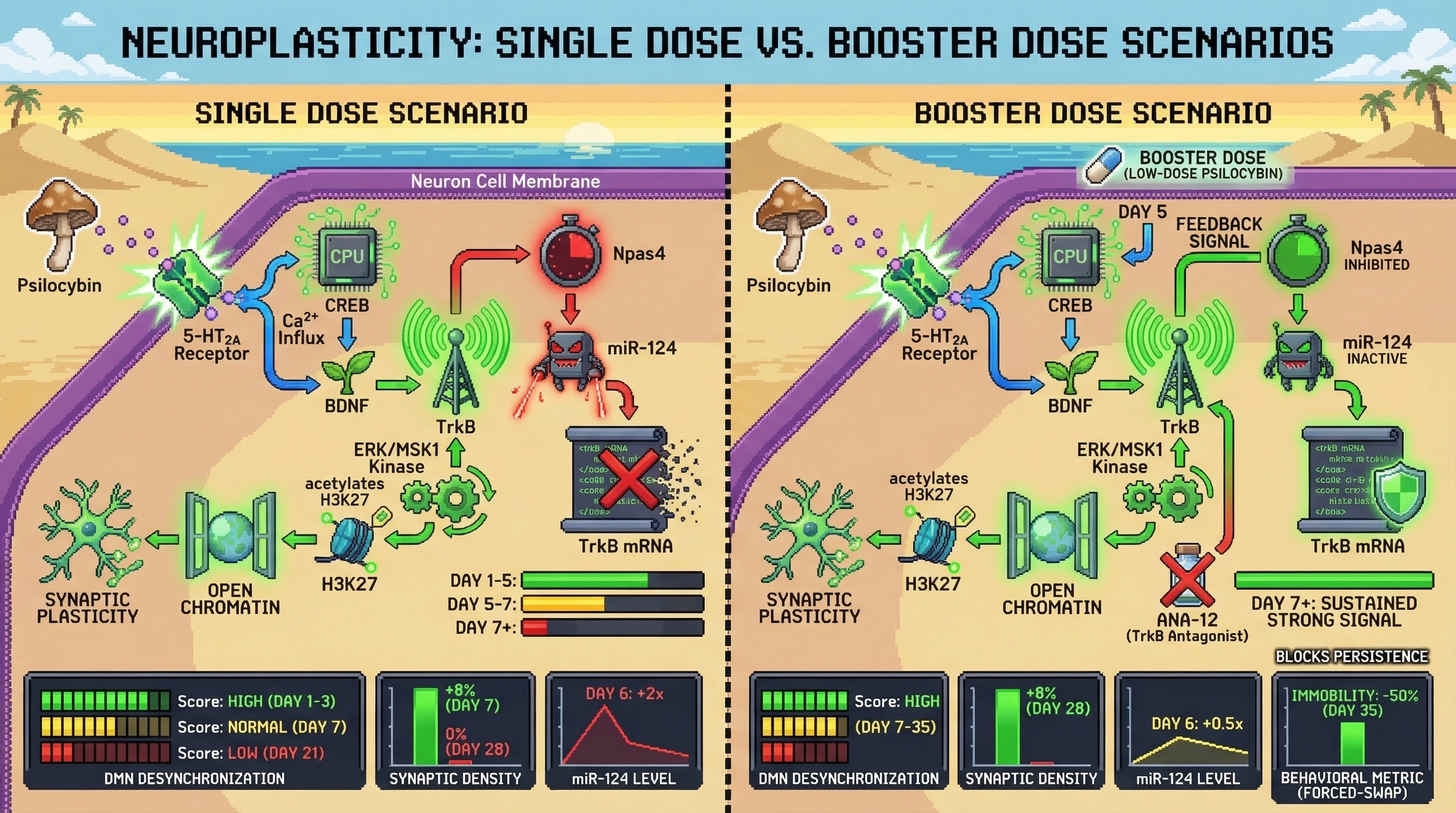 Infographic for: Psilocybin-induced BDNF-TrkB signaling creates a self‑limiting epigenetic brake that converts acute DMN plasticity into a transient compensatory state unless reinforced by intermittent low‑dose serotonergic challenge