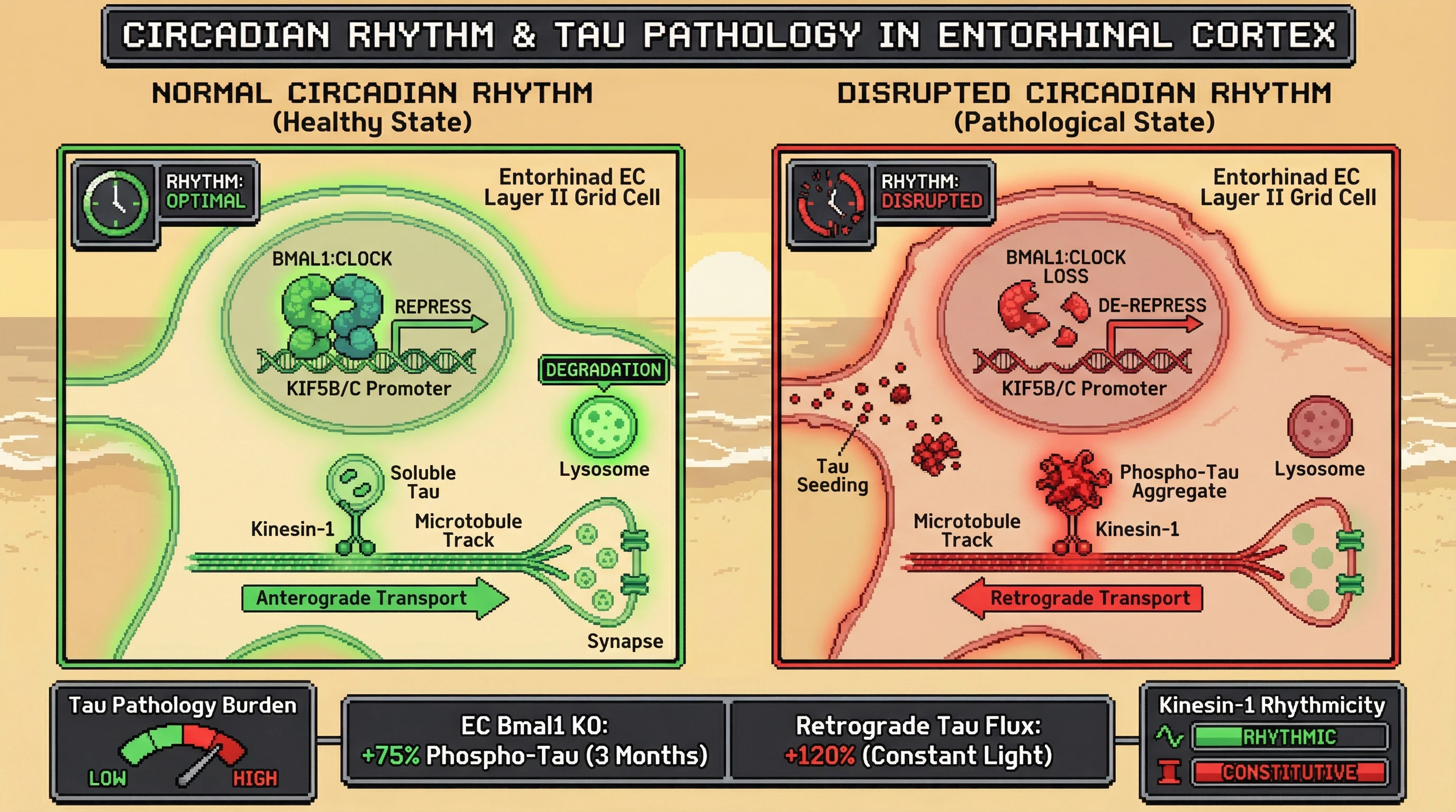 Infographic for: Circadian gating of kinesin-mediated tau transport in entorhinal layer II grid cells as a firewall against Alzheimer's pathology