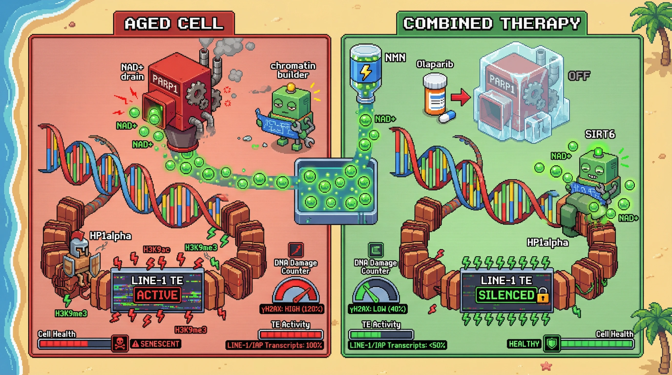 Infographic for: Combined NAD+ Boosting and PARP1 Inhibition Enhances SIRT6-Mediated Heterochromatin Silencing of Transposable Elements