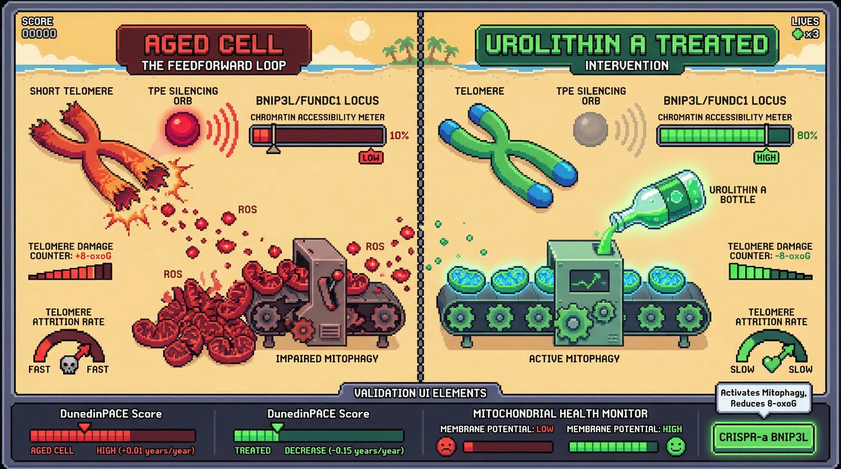 Infographic for: Telomere-Position-Effect Silencing of TERT-Adjacent Mitophagy Genes Creates a Feedforward Loop of Mitochondrial Dysfunction and Telomere Attrition Reversible by Urolithin A