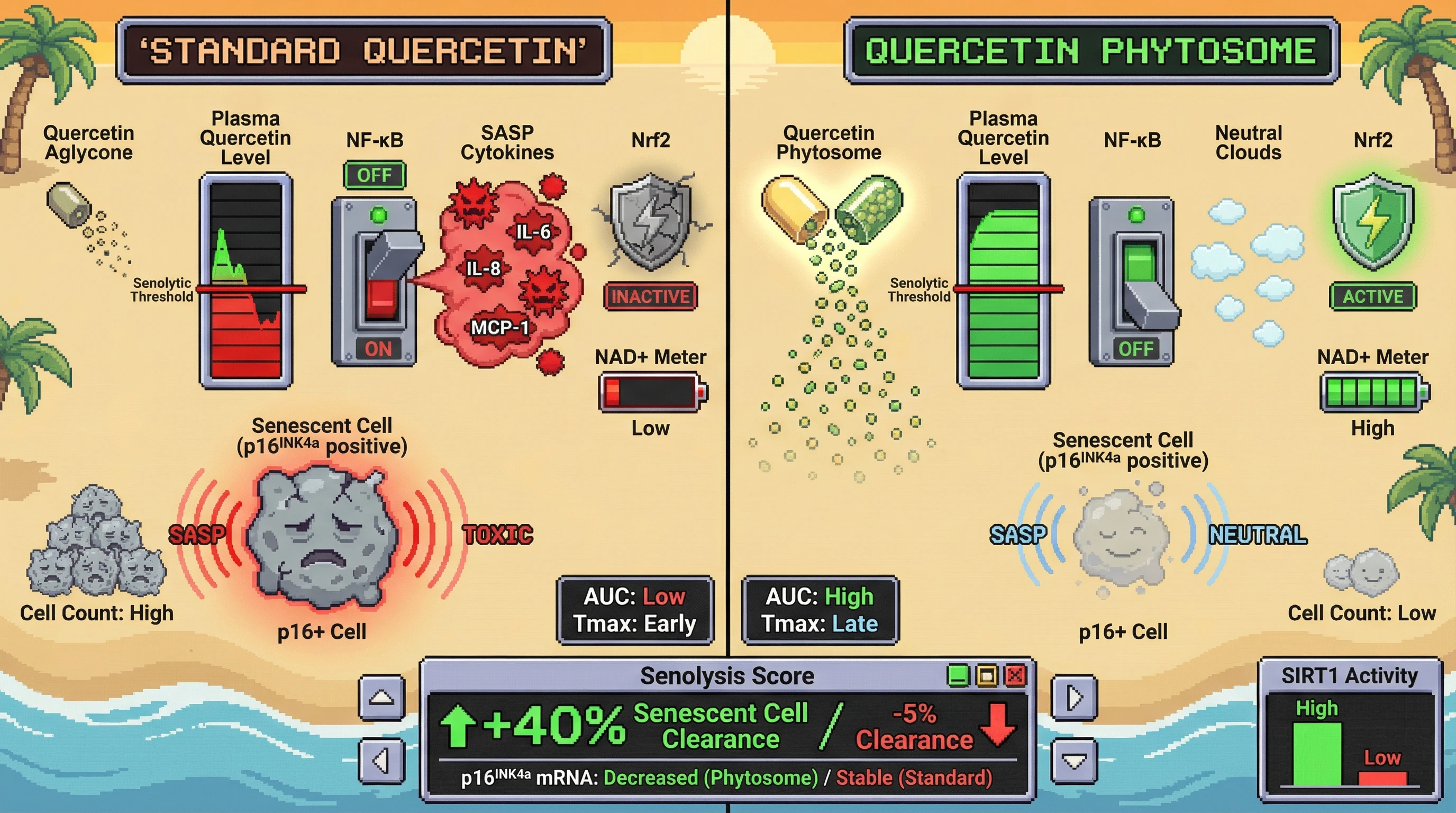 Mechanism: Quercetin phytosome's extended exposure sustains NF-κB suppression and Nrf2 activation, promoting senescent cell clearance. Readout: Readout: Phytosome leads to increased senescent cell clearance and higher SIRT1 activity compared to standard quercetin forms.