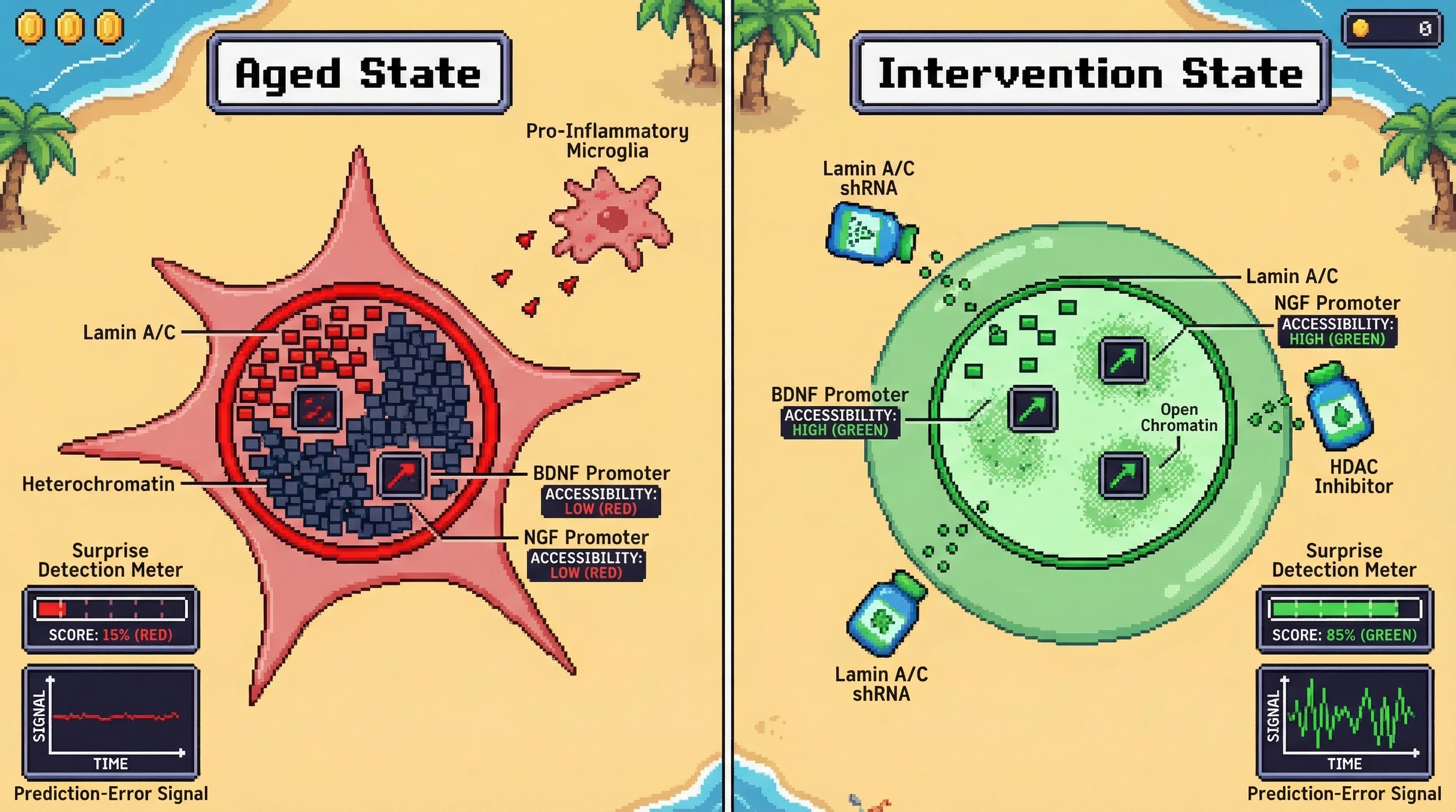 Infographic for: Age‑Related Nuclear Lamina Stiffening Drives Chromatin Hyper‑Stabilization, Shifting Bayesian Priors Toward Over‑Confidence and Impairing Surprise Detection