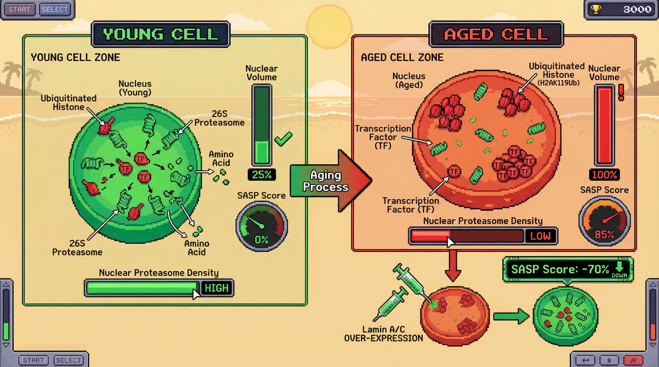 Mechanism: In aged cells, nuclear enlargement dilutes proteasomes, leading to accumulated ubiquitinated histones and transcription factors, which drives a tissue-specific senescence-associated secretory phenotype (SASP). Readout: Readout: Lamin A/C overexpression reduces nuclear size, increases nuclear proteasome density, and decreases the SASP score by 70%.