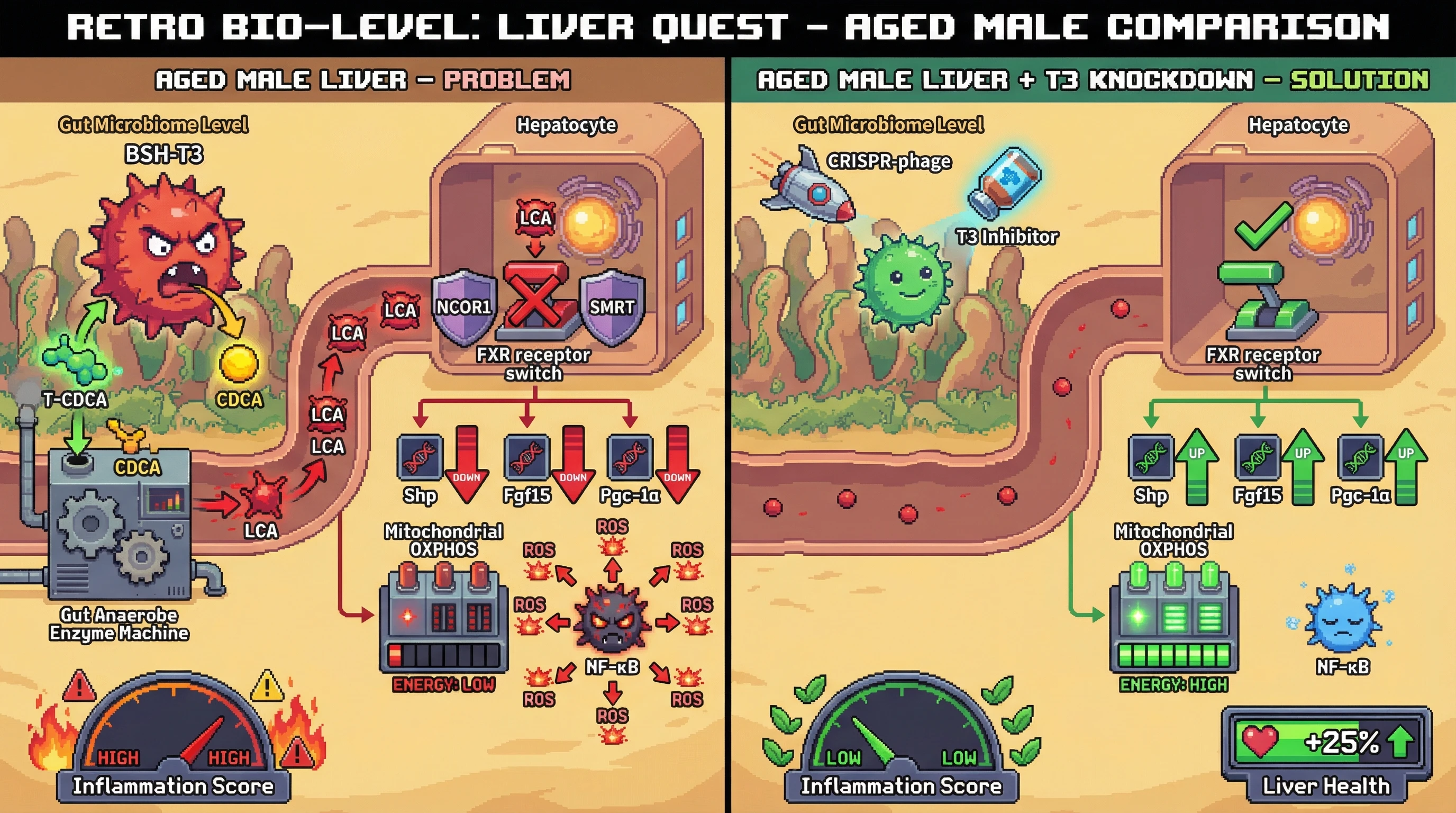 Infographic for: Sex‑Specific BSH Phylotype T3 Drives FXR Antagonism via 7α‑Dehydroxylated Bile Acids in Aging Liver
