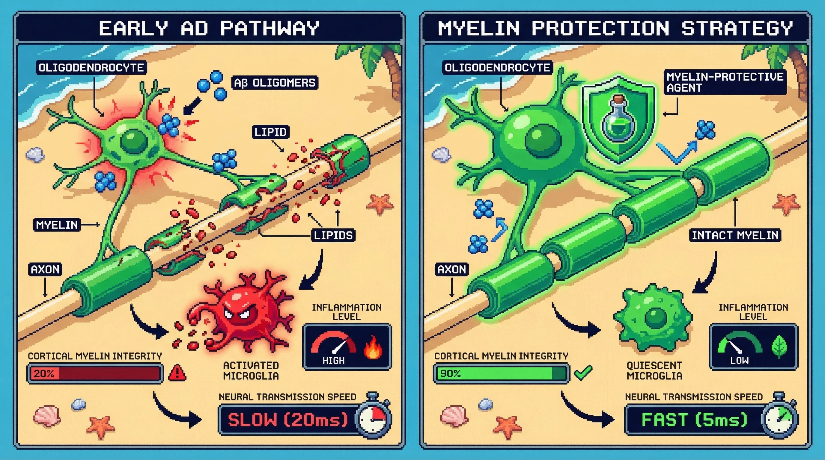 Mechanism: Soluble amyloid-beta oligomers disrupt oligodendrocyte function, leading to cortical myelin degradation and neuroinflammation. Readout: Readout: Myelin-protective agents preserve myelin integrity, reduce microglial activation, and maintain fast neural transmission.