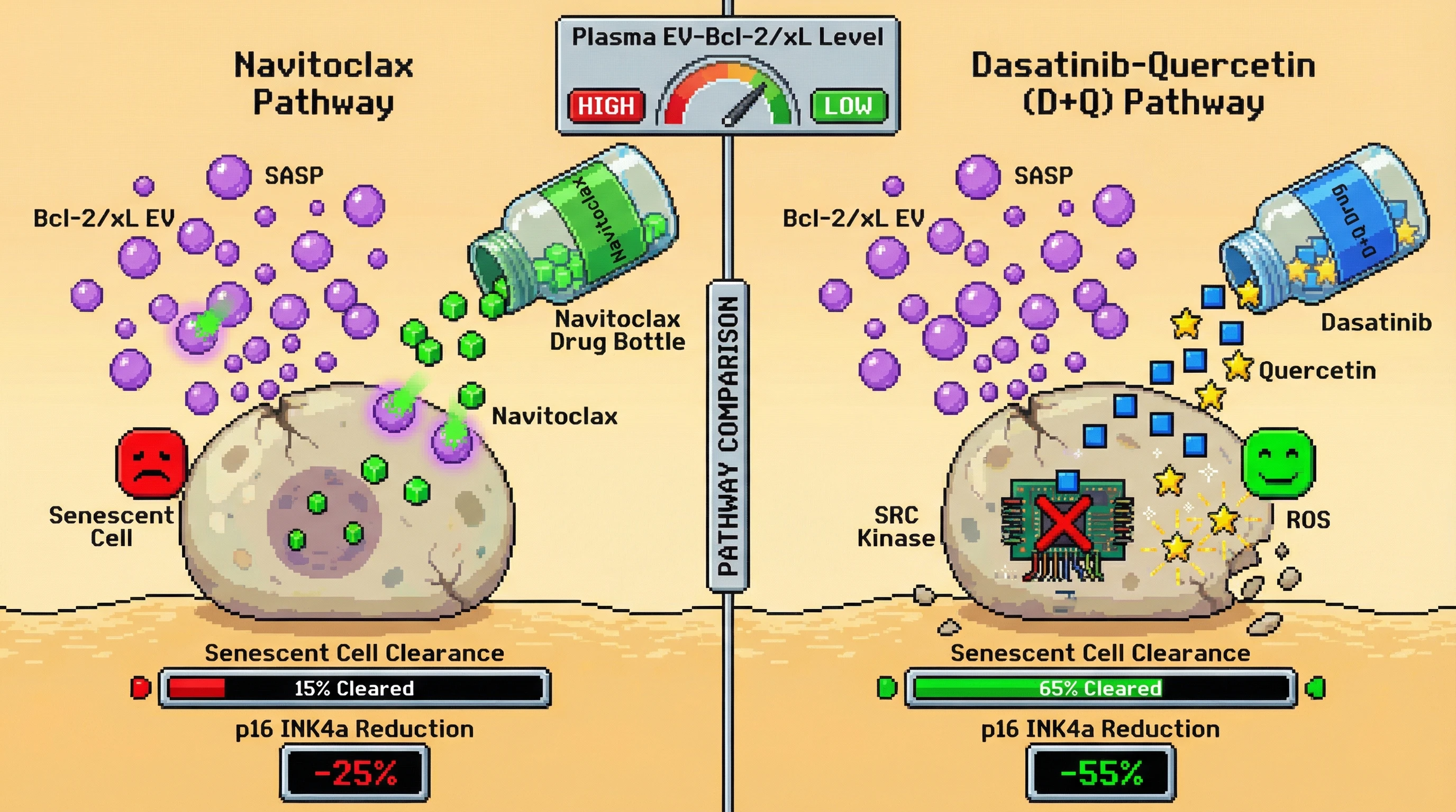 Infographic for: PlasmaBcl-2 Family Isoform Levels Predict Differential Senolytic Efficacy of Navitoclax versus Dasatinib‑Quercetin via Extracellular Vesicle‑Mediated Drug Sequestration