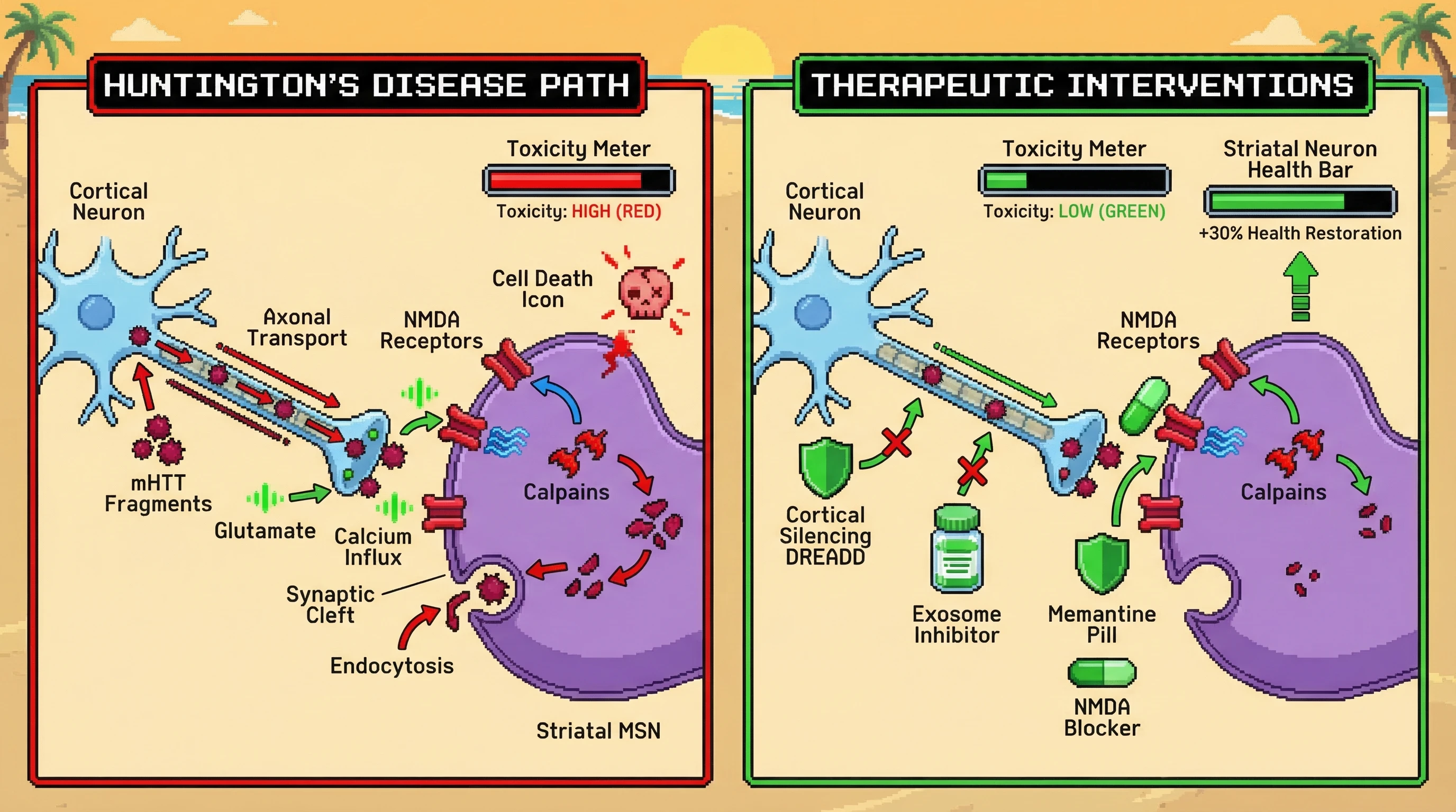 Infographic for:  Cortical-Striatal Synapse Hypothesis On Huntington's Disease