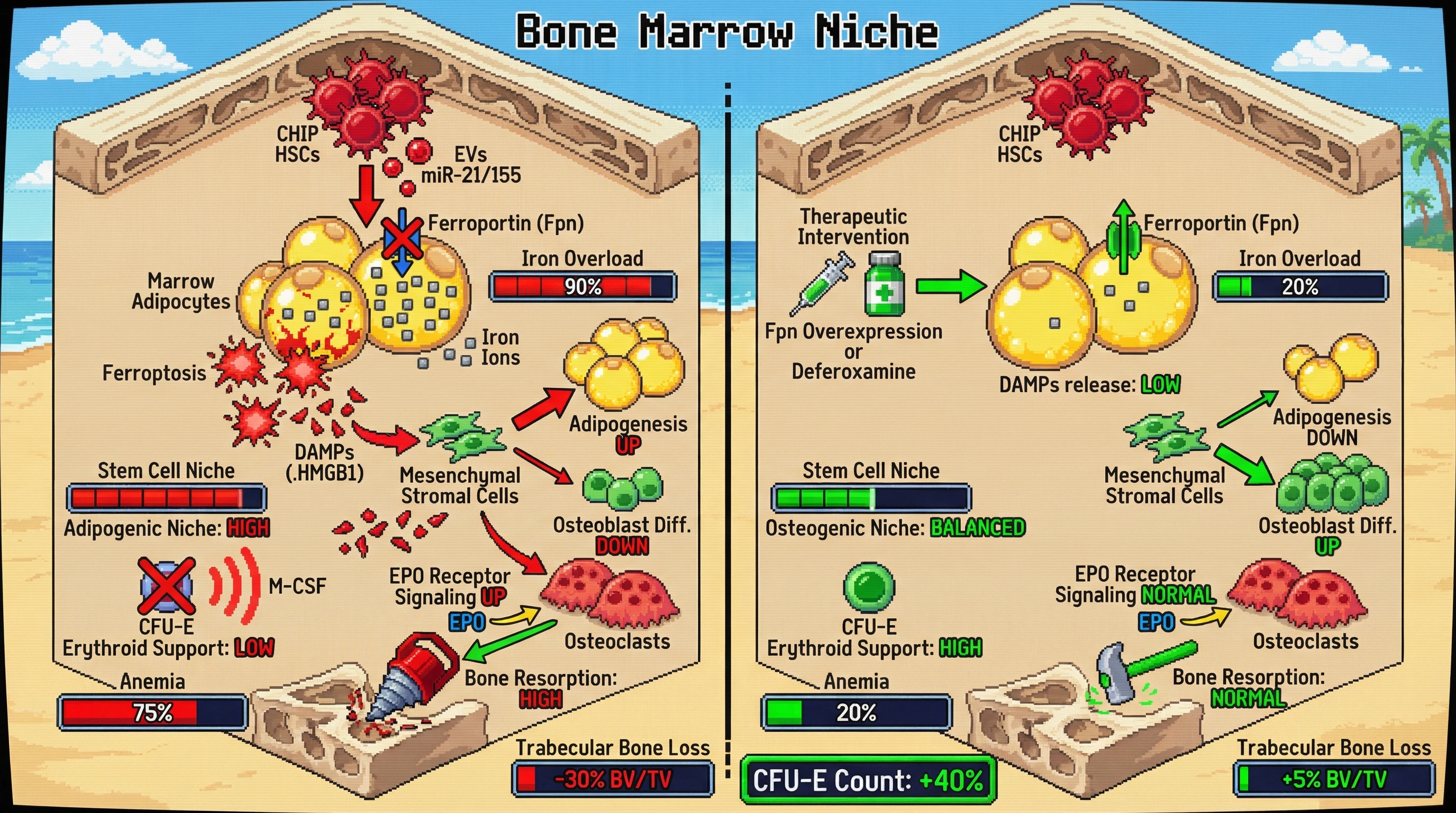 Mechanism: CHIP-derived extracellular vesicles suppress ferroportin in marrow adipocytes, causing iron overload and ferroptosis, which disrupts the bone marrow niche and enhances EPO-induced bone loss. Readout: Readout: Restoring adipocyte ferroportin reduces ferroptosis, increases osteoblast numbers, improves erythroid progenitor counts, and attenuates trabecular bone loss.
