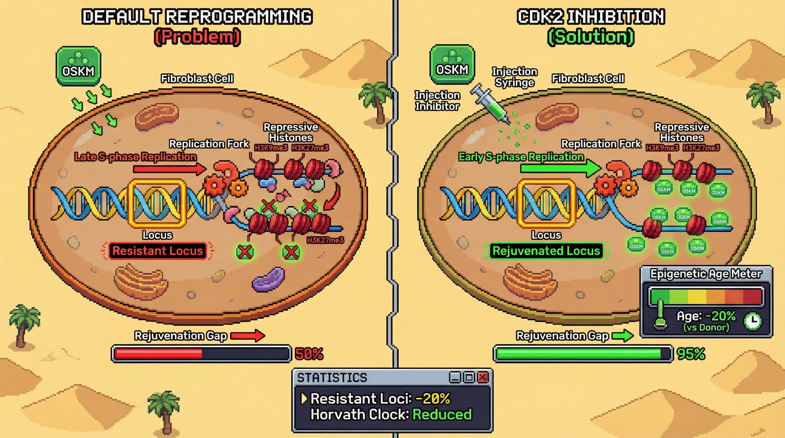 Mechanism: Late S-phase replication causes parental repressive histones to be retained at specific genomic loci, creating reprogramming-resistant regions. Readout: Readout: CDK2 inhibition advances replication timing, reducing resistant loci by over 20% and decreasing epigenetic age metrics.
