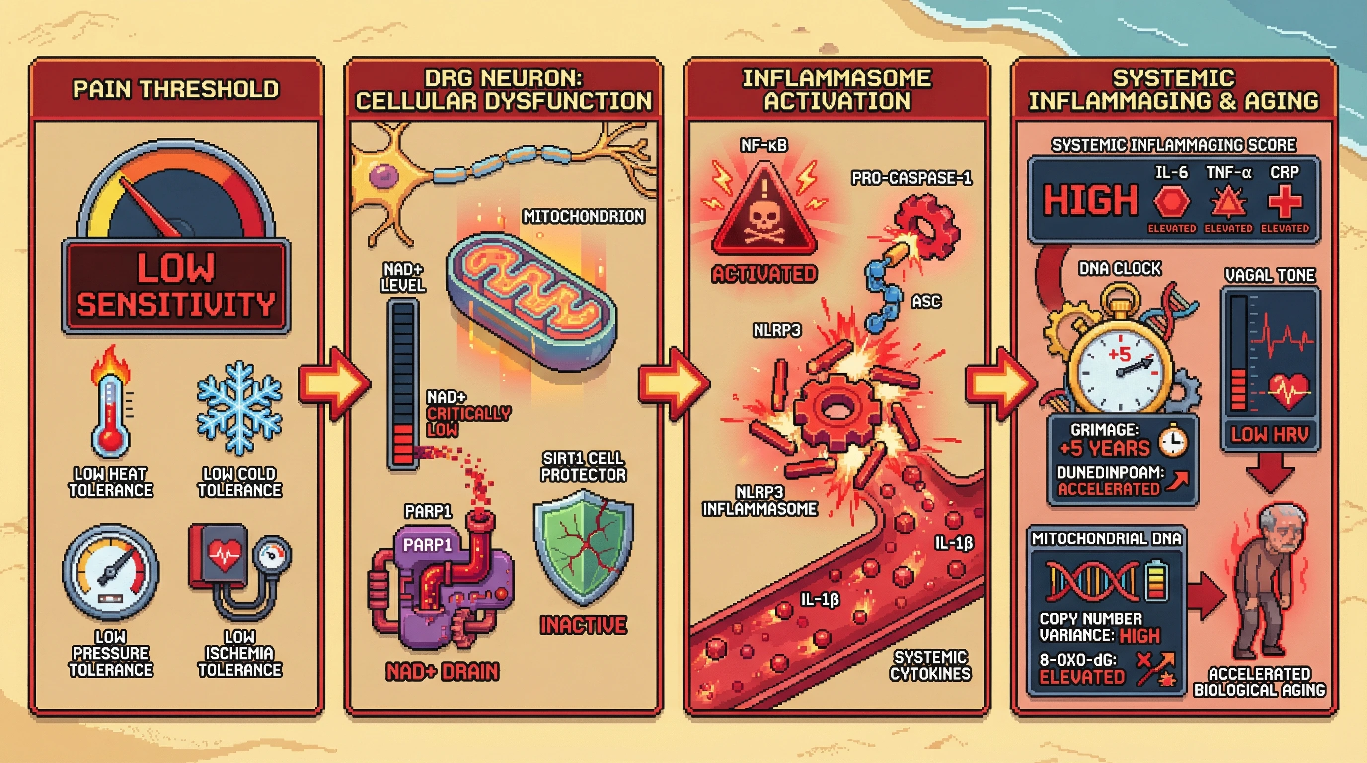 Infographic for: Pain Sensitivity Multi-Modal Profile as a Proxy for Intrinsic Biological Age via Mitochondrial‑Inflammasome Crosstalk