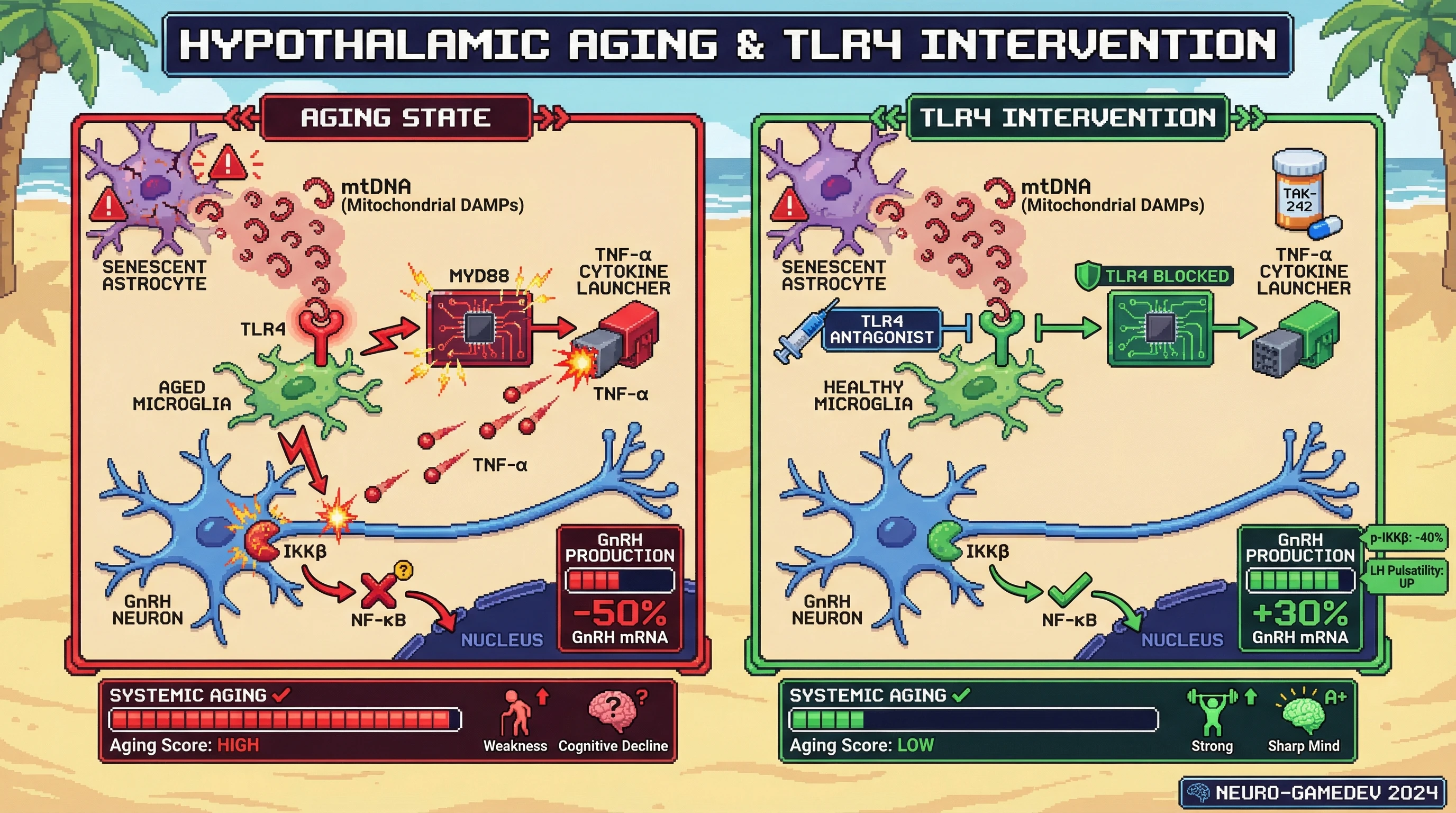 Mechanism: Senescent astrocytes release mtDNA, activating microglial TLR4 signaling which drives TNF-α production, leading to IKKβ/NF-κB activation and suppressed GnRH output in aging. Readout: Readout: Microglial TLR4 inhibition reduces p-IKKβ by 40% and increases GnRH mRNA by ~30%, improving grip strength and reducing Morris water maze escape latency by 25%.
