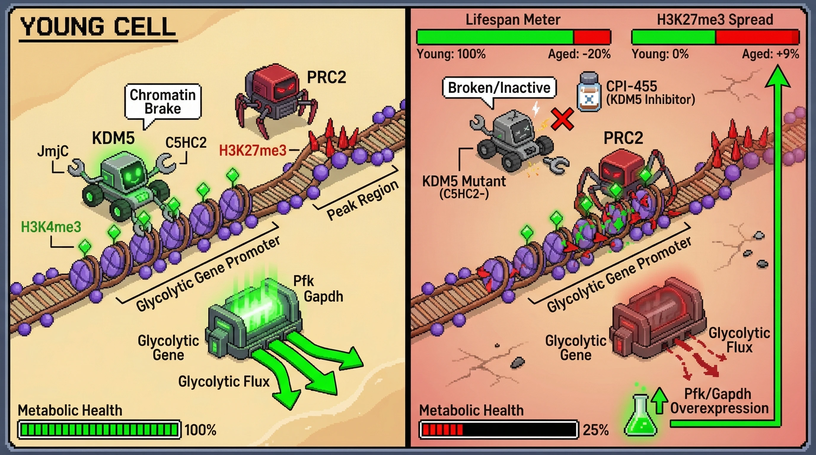 Mechanism: KDM5 acts as a chromatin brake, preventing PRC2 from spreading repressive H3K27me3 marks onto glycolytic gene promoters in young cells. Readout: Readout: In aged cells, KDM5 dysfunction leads to H3K27me3 spread, silencing glycolytic genes, reducing metabolic health, and shortening lifespan by 20%.