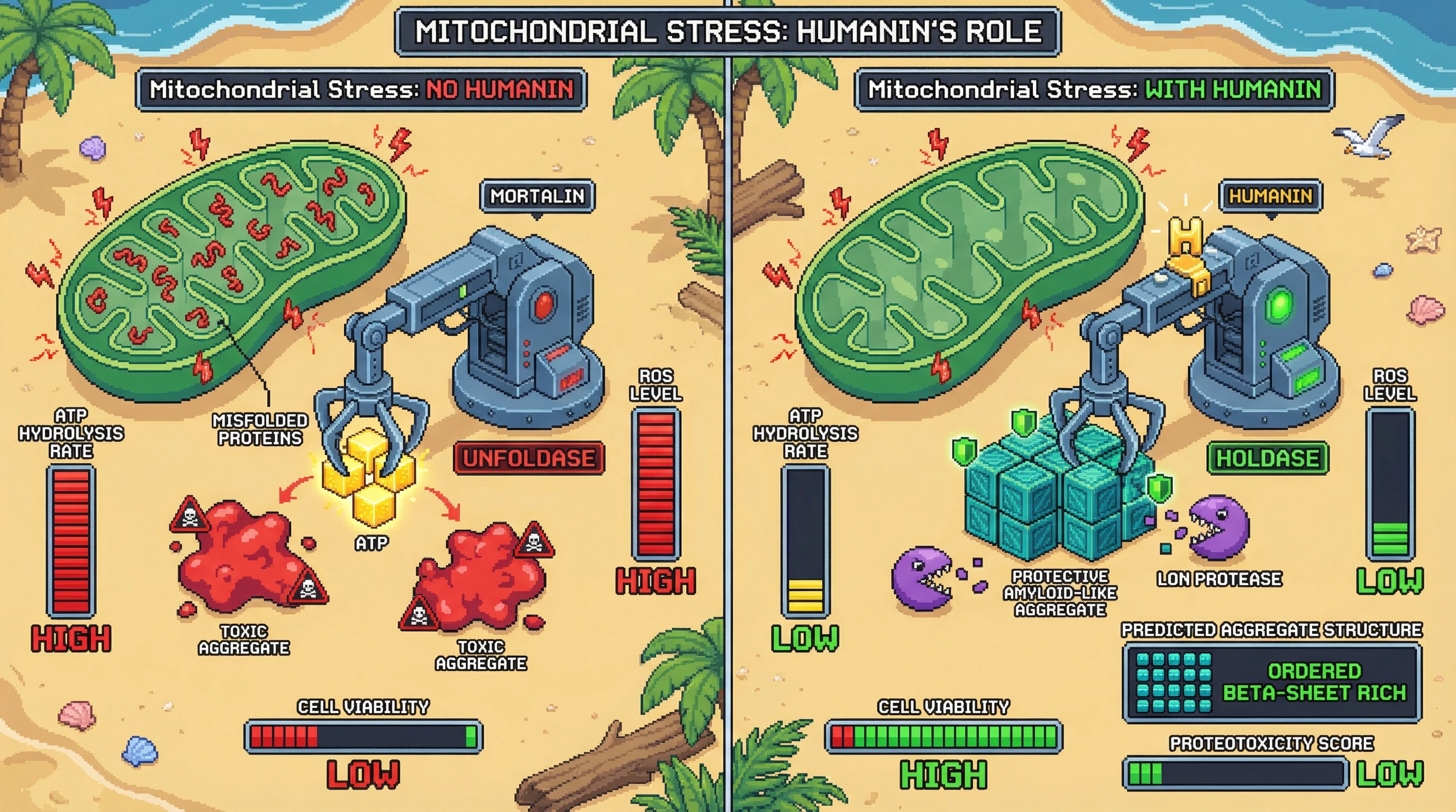 Infographic for: Humaninas a co-factor that directs mitochondrial Hsp70 to orchestrate protective protein aggregation