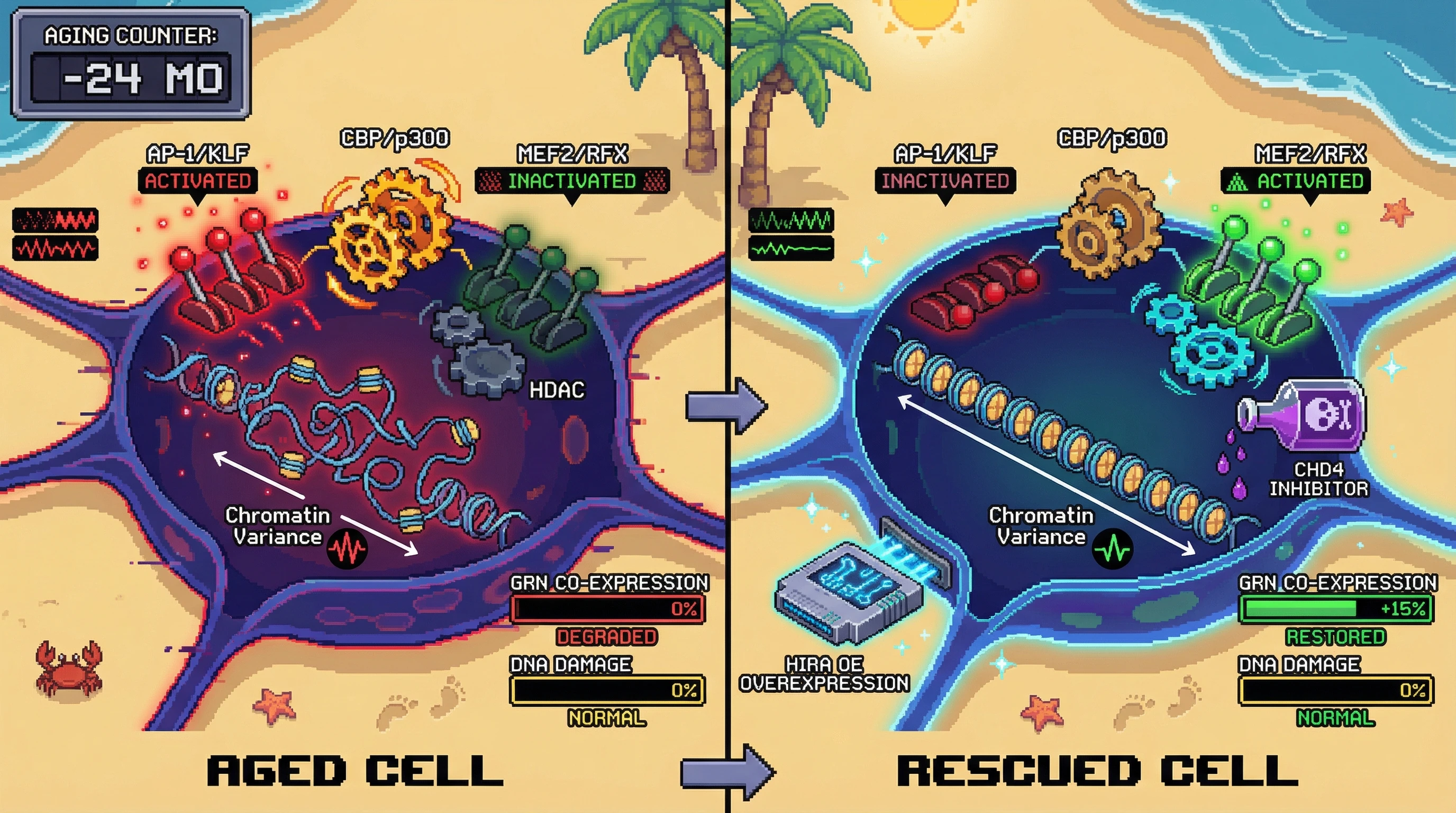 Infographic for: Epigenetic variance drives transcription factor flux imbalance in aging