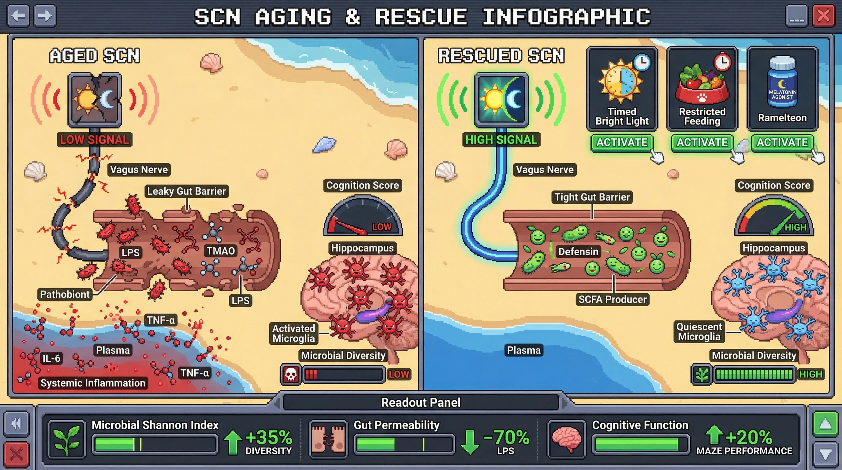 Infographic for: Circadian‑Driven Gut Remodeling as a Primary Lever for Brain‑Healthy Longevity