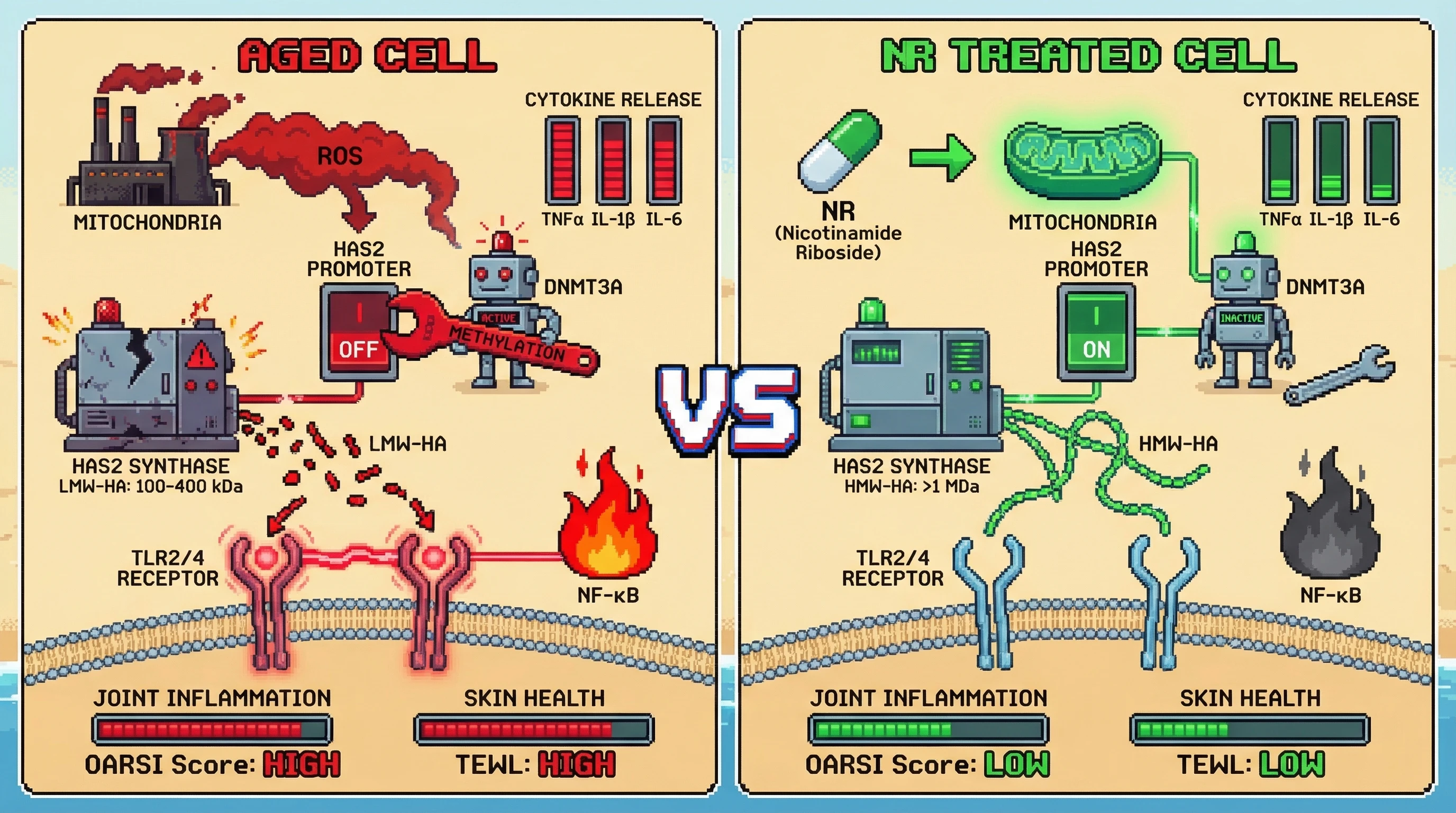Infographic for: Mitochondrial ROS‑driven epigenetic silencing of HAS2 underlies age‑dependent LMW‑HA accumulation and joint‑skin inflammation