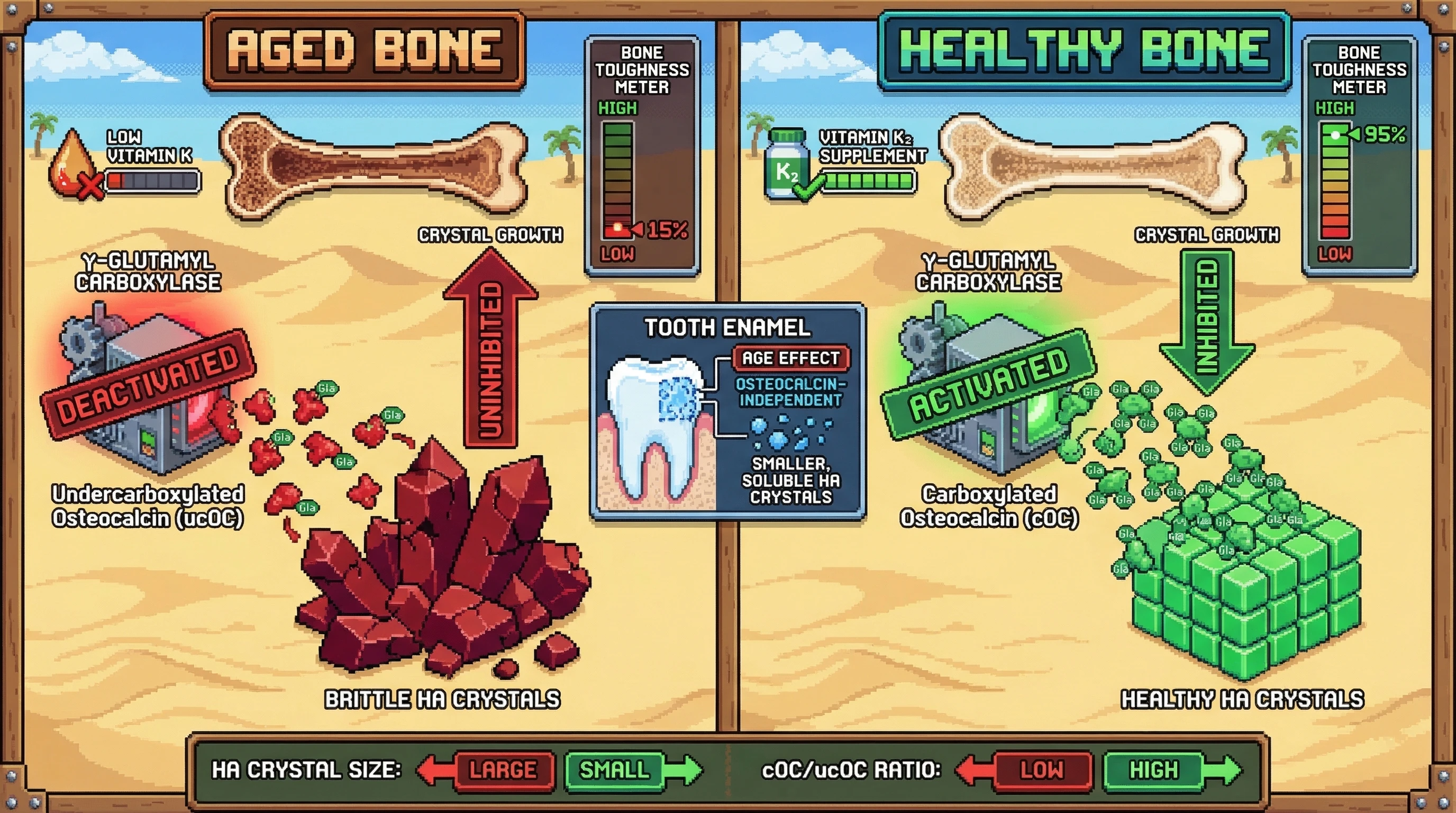 Infographic for: Osteocalcin γ-carboxylation as a rheostat for hydroxyapatite crystal growth in aging bone
